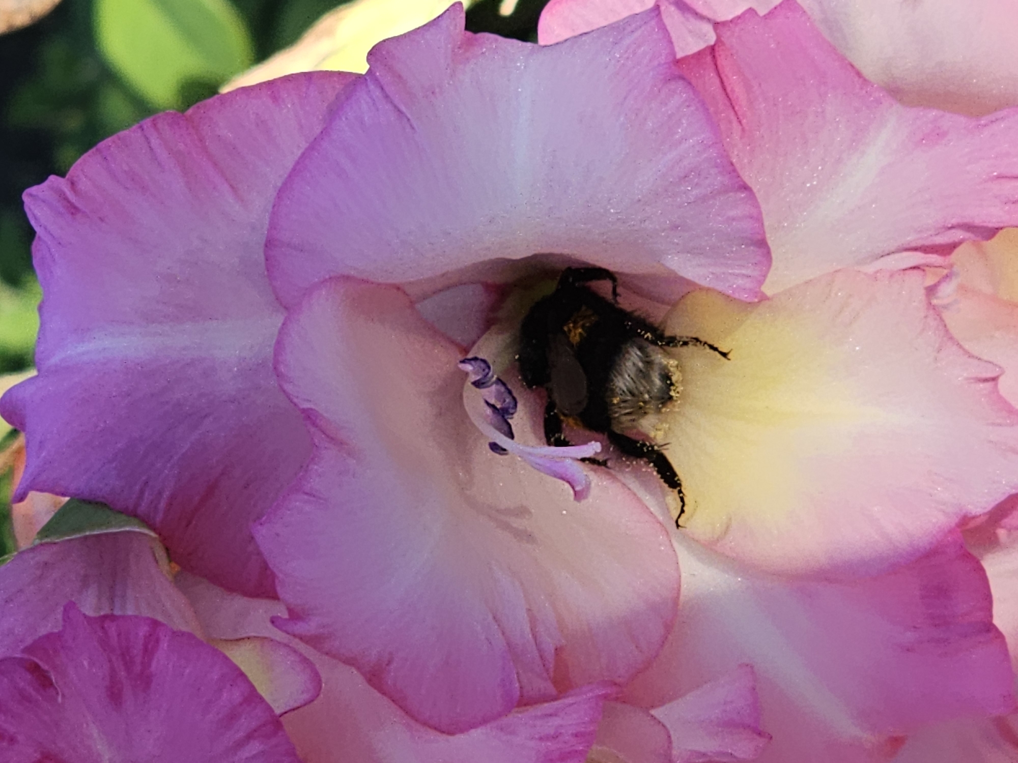 A bumblebee is nestled deep within a large, vibrant pink gladiolus flower. The bee's fuzzy black and yellow body is covered in pollen. The petals of the gladiolus are a soft pink with lighter white and yellow accents in the center. The background is blurred green foliage. The image was captured in Skadovsk, Ukraine.