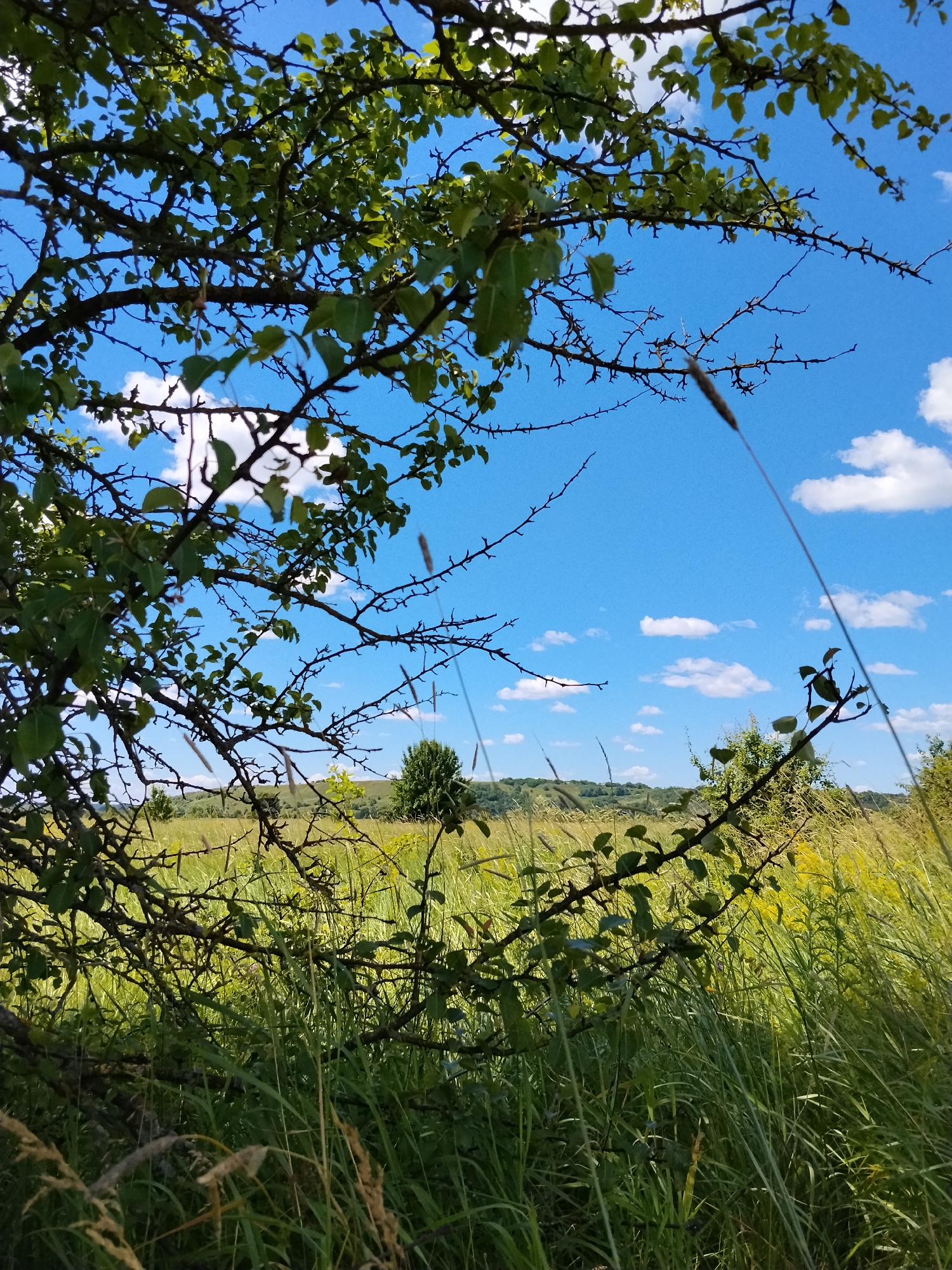 The image captures a serene landscape in Ustyvytsia, Ukraine, on a bright, sunny day with a clear blue sky dotted with fluffy white clouds. In the foreground, a thorny tree branch with green leaves extends from the left side of the frame, partially obscuring the view of a lush, green meadow. Tall grasses and wildflowers fill the meadow, with a gentle slope rising in the background. A solitary, dark green tree stands on the hillside. The scene is tranquil and natural, suggesting an undisturbed rural setting.