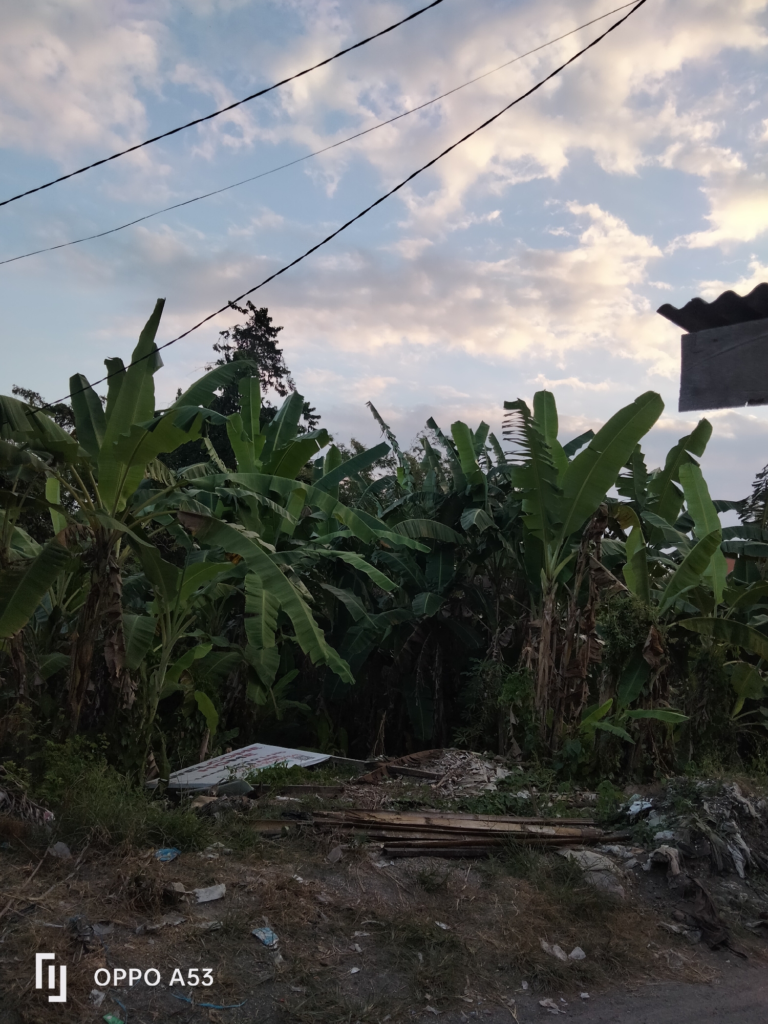 This is a medium shot photograph taken outdoors in North Kuta, Indonesia. The image depicts a dense cluster of banana trees with large, green leaves dominating the center and right side of the frame. The trees are lush and vibrant, suggesting a tropical environment. Above the trees, the sky is visible, filled with scattered clouds against a pale blue backdrop, indicating either early morning or late afternoon. Three dark power lines stretch horizontally across the upper portion of the sky. On the far right, a portion of a grey, tiled roof is visible, suggesting the presence of a building nearby. The foreground of the image shows a cluttered area with dry grass, scattered debris, and some wooden planks. There are no people or animals present in the scene. The overall impression is one of a natural landscape encroached upon by human infrastructure and possibly waste. The bottom left corner of the image contains a watermark that reads "OPPO A53".