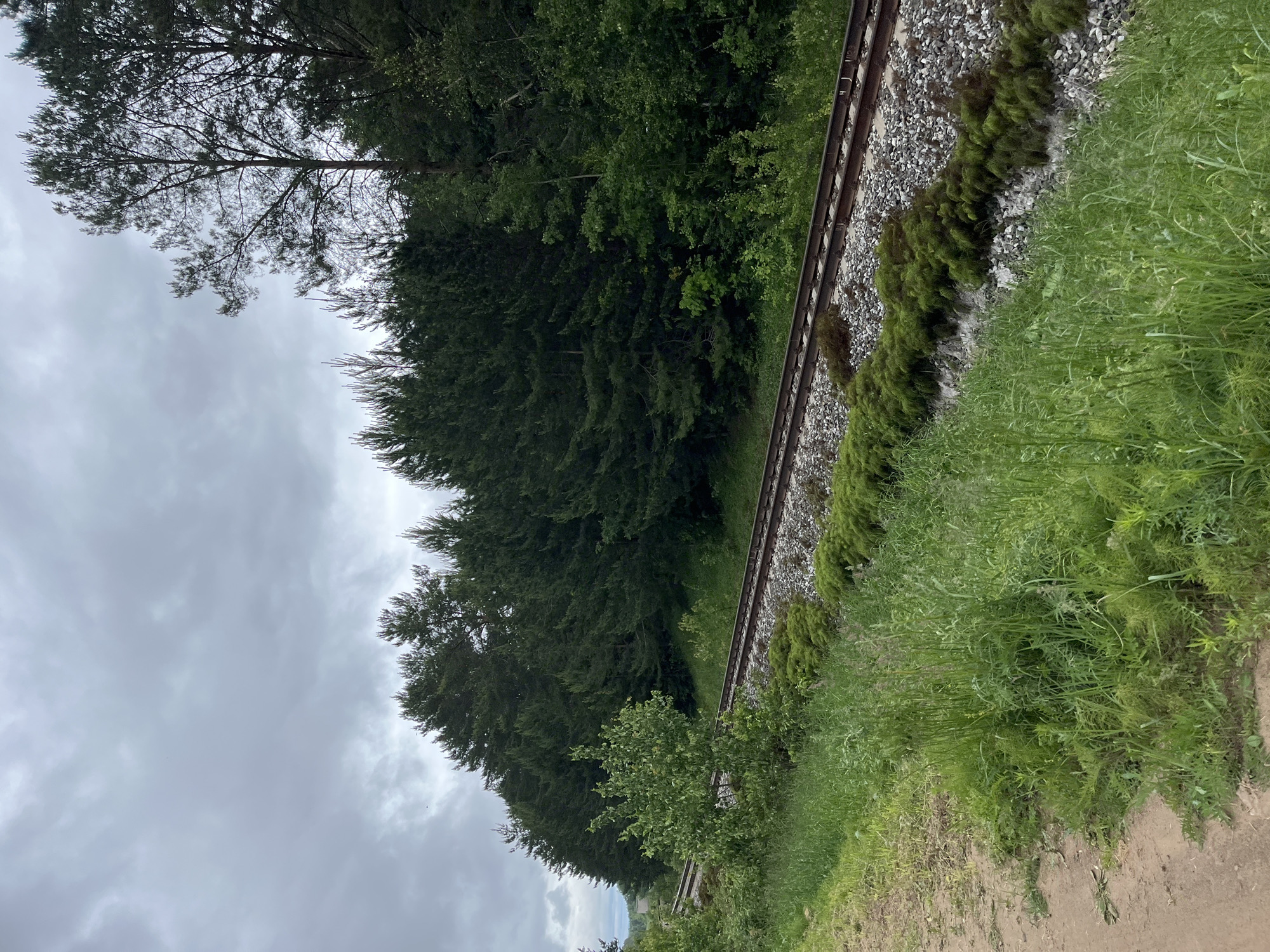 The image depicts an outdoor scene in Chaikovsky, Russia, featuring a single railway track bordered by dense vegetation and a forest under an overcast sky.
The sky is uniformly grey, covered by an unbroken layer of clouds, indicating an overcast condition with diffused lighting. No direct sunlight is visible.
A single set of railway tracks, consisting of two steel rails laid upon wooden sleepers embedded in ballast (crushed stone), traverses the mid-ground. The tracks curve gently from the lower-left to the mid-right of the frame. No train, rolling stock, or signals are present on the tracks.
To the right of the tracks, a dense, dark green forest primarily composed of coniferous trees (pines or spruces) forms a solid backdrop. The trees are mature and appear uniform in height. Further to the right and slightly behind, a patch of lighter green deciduous trees is visible, intermingling with the conifers.
In the mid-ground, immediately adjacent to the left side of the tracks, a distinct, undulating strip of low-growing, dark green vegetation (resembling moss or a ground cover plant) thrives on the track ballast. This vegetation appears dense and compact.
The ground in the foreground and beside the tracks is covered with lush, varied green vegetation, including tall grasses and various weeds. On the far left of the foreground, a bare earth path or dirt ground is visible, light brown in color, with some sparse green growth. A small, light-green deciduous tree stands closer to the tracks on the left side, partially obscuring the railway line. In the distant left, partially obscured by trees, a light-colored building with a roof is faintly visible.
No individuals, animals, or additional man-made structures are present or discernible in the immediate foreground or on the tracks. The scene appears natural and undisturbed by recent human activity.
