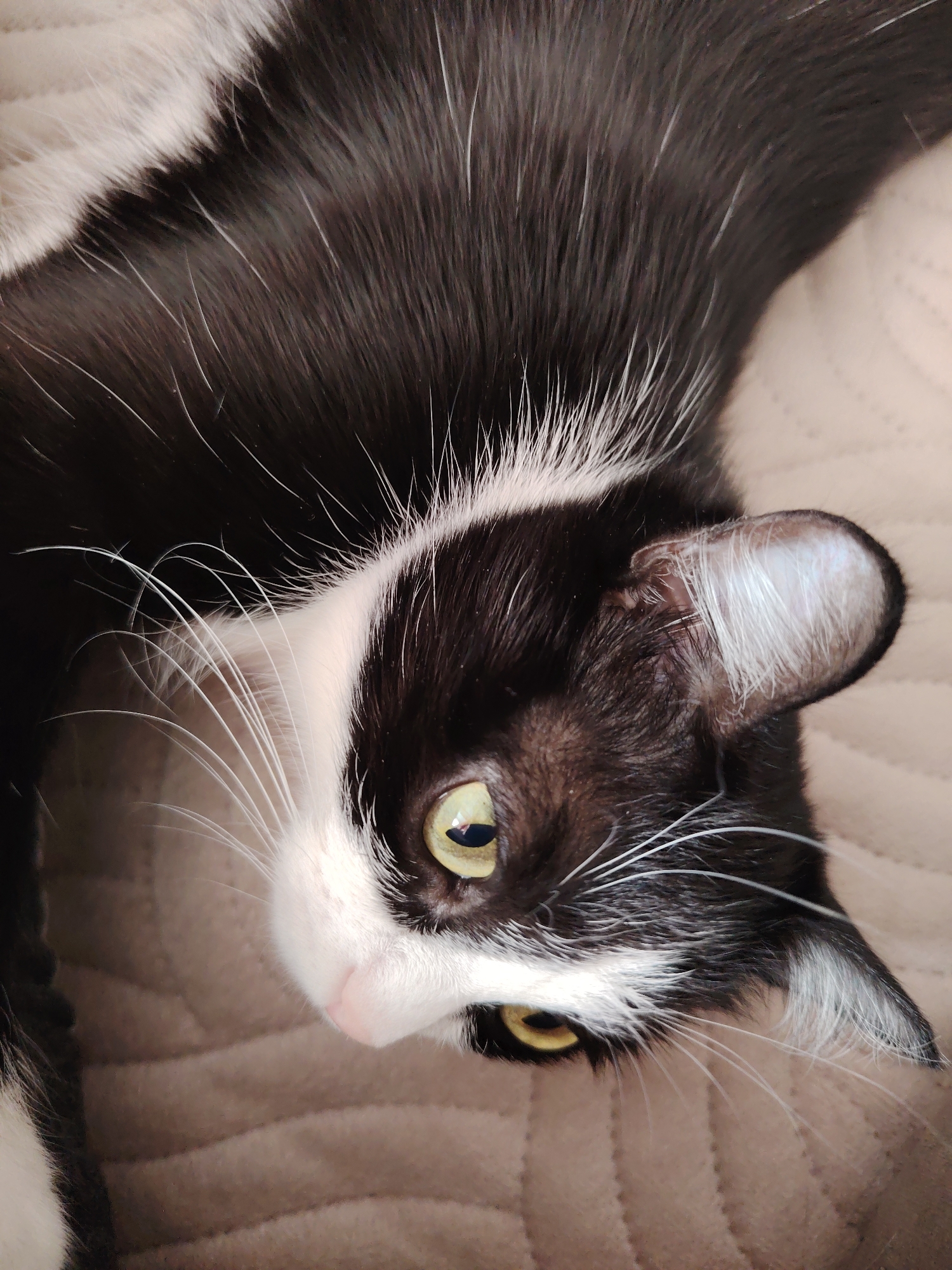 A domestic feline, identified as a tuxedo cat, is depicted in a close-up, slightly overhead view, resting on a textured light brown or beige surface with a subtle quilted pattern. The cat's body is predominantly black, with a significant white patch on its chest and face. Its head is turned to the left, revealing greenish-yellow eyes with vertically slit pupils. A pink nose and numerous white whiskers are visible. The inner ears are lined with white fur. The subject is stationary, appearing to be in a relaxed state within an indoor domestic environment. The location is an indoor setting in Unknown, Unknown.