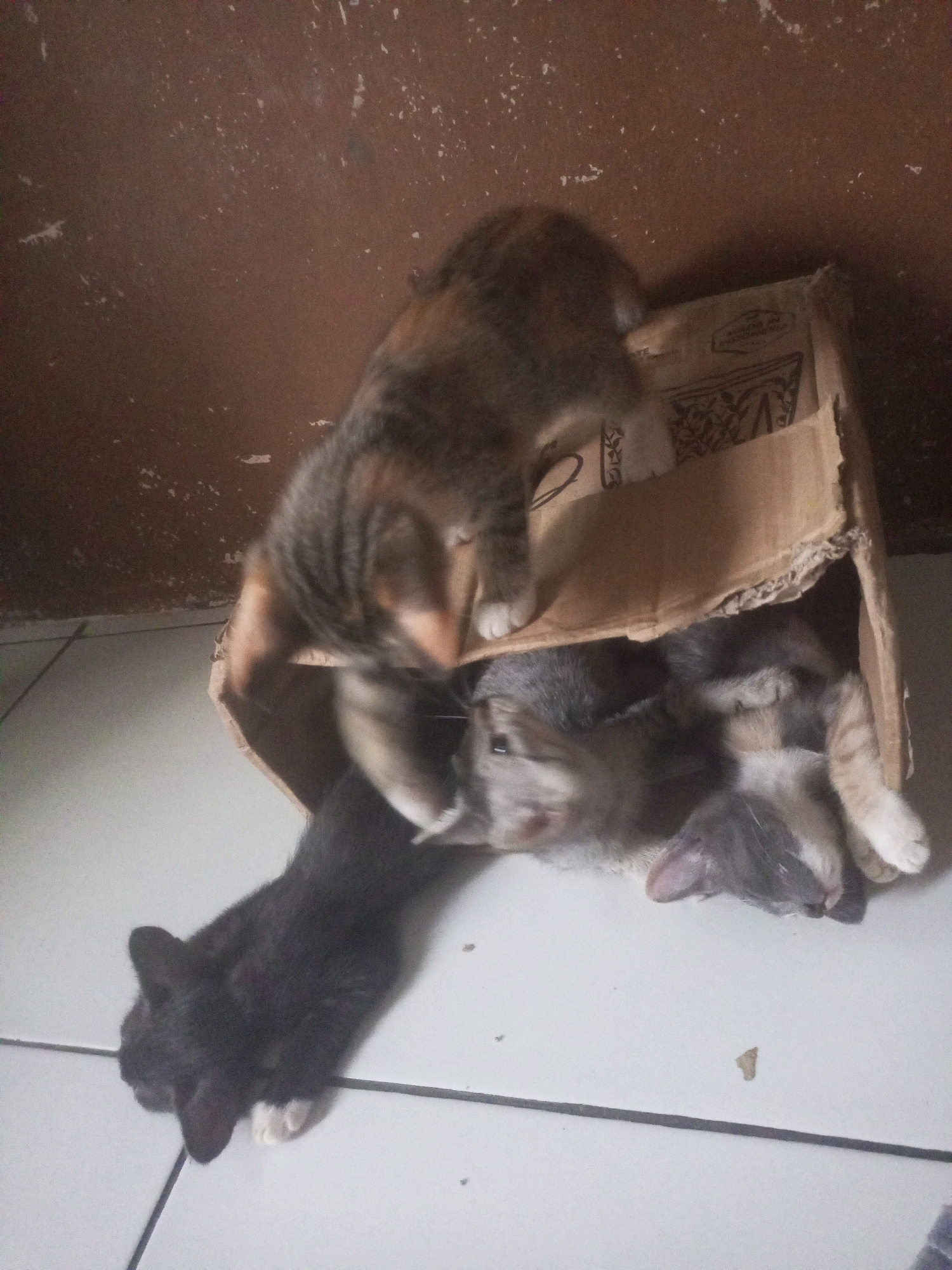 This image depicts a domestic scene, likely a home environment. Four kittens are present, three of which are clustered inside a partially opened cardboard box. One kitten, predominantly black with white paws, is positioned outside and to the left of the box, seemingly interacting with or about to interact with the others. The kittens appear to be young, with soft fur and playful postures. The box itself is made of corrugated cardboard and shows signs of wear. The floor is tiled, with visible grout lines. The background consists of a textured, dark brown wall. No specific location within Kurungannyawa, Indonesia is identifiable from the visual information provided. The lighting suggests an indoor setting, possibly with ambient or natural light.