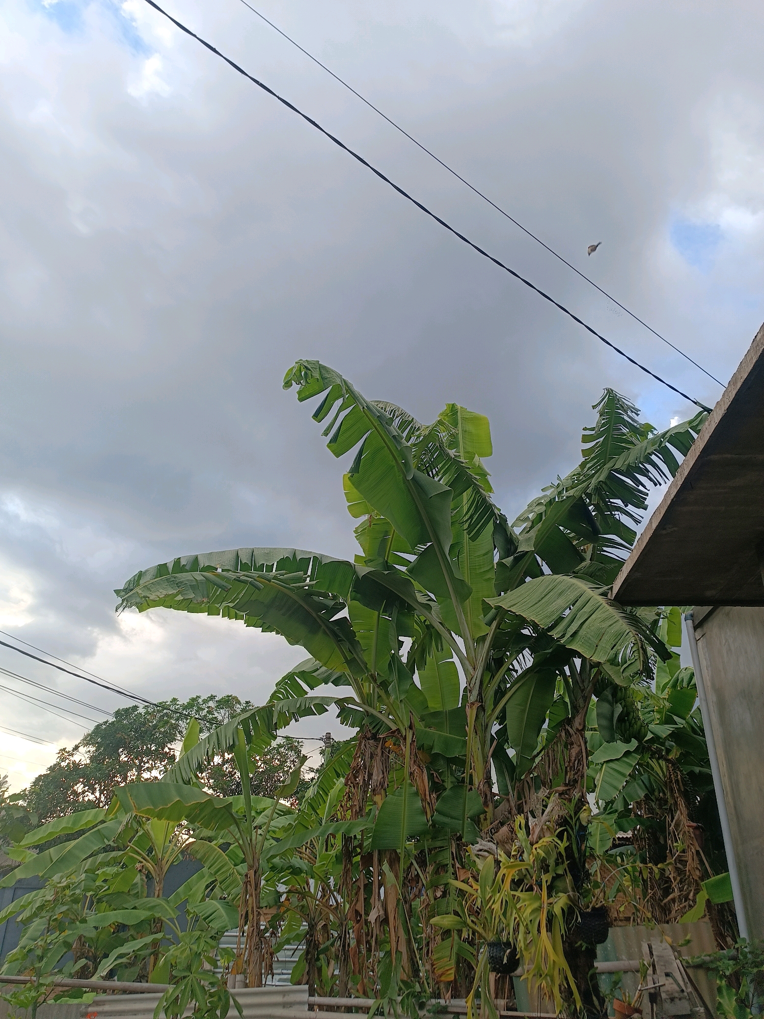A low-angle, full shot captures a cluster of banana trees with large, green leaves against a cloudy sky. A corner of a concrete building with a corrugated roof is visible on the right. Power lines stretch across the sky from the left. The scene appears to be in a residential area, possibly Tabanan, Indonesia, given the tropical foliage. A small, white object, possibly a bird or a kite, is in the upper right quadrant of the sky.