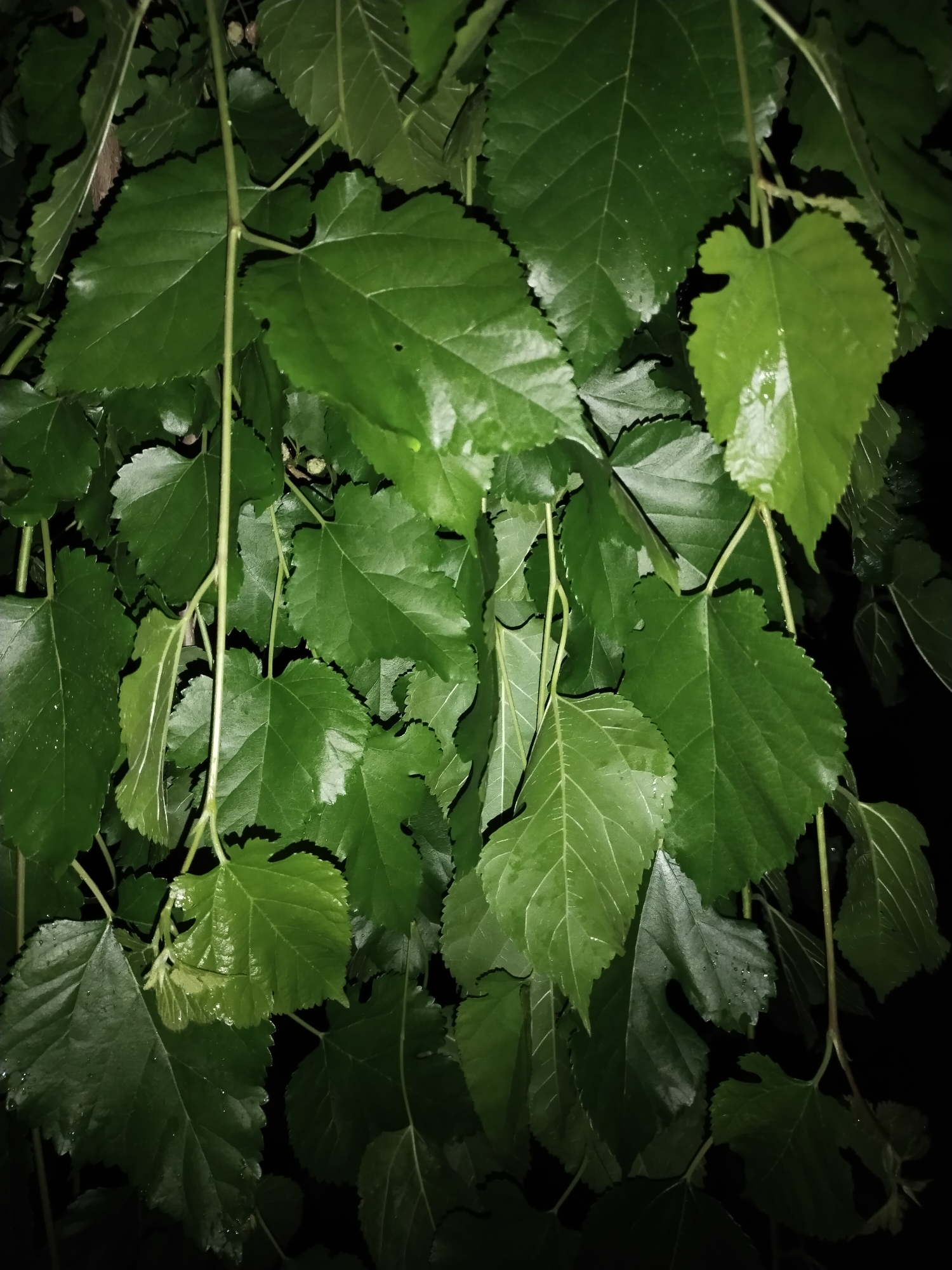 The image shows a close-up view of lush, green mulberry leaves hanging in the dark. The leaves are broad and lobed, with serrated edges. Some of the leaves appear wet, with water droplets visible on their surfaces. The lighting is dim, suggesting the photograph was taken at night or in deep shade, and the background is almost entirely black, focusing all attention on the foliage. No specific location in Horishni Plavni, Ukraine, can be determined from the image alone. There are no people or animals visible, and no actions or interactions are depicted. The scene is purely a naturalistic study of the mulberry leaves and their texture.