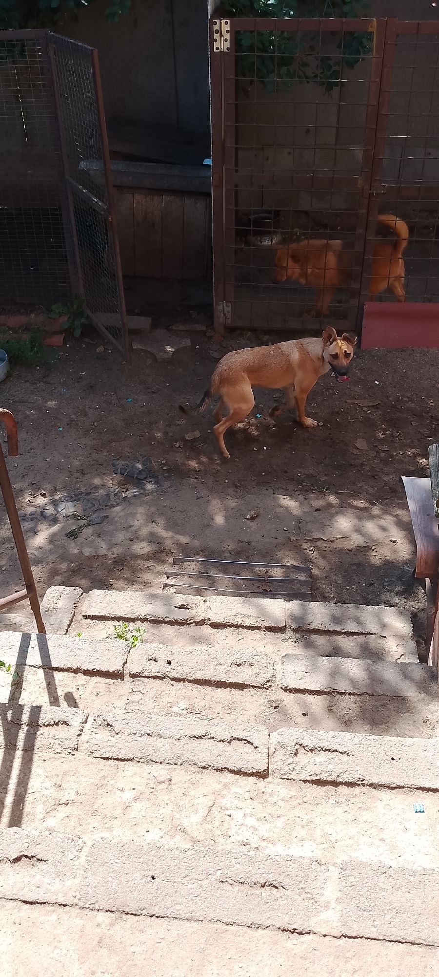 A medium-sized, tan-colored dog with a black muzzle stands on a dirt ground in front of a large, enclosed dog kennel. The dog is facing the viewer, with its mouth slightly open and tongue visible. The kennel appears to be made of metal bars and wood, with two other dogs visible inside, one orange and one partially visible behind it. The ground is uneven and dusty, with scattered debris. In the foreground, there are several large stone blocks laid out like steps. The scene is outdoors, with dappled sunlight indicating trees or other overhead cover. The general area appears to be a backyard or outdoor facility, possibly in the city of Belgorod, Russia, based on the context provided.