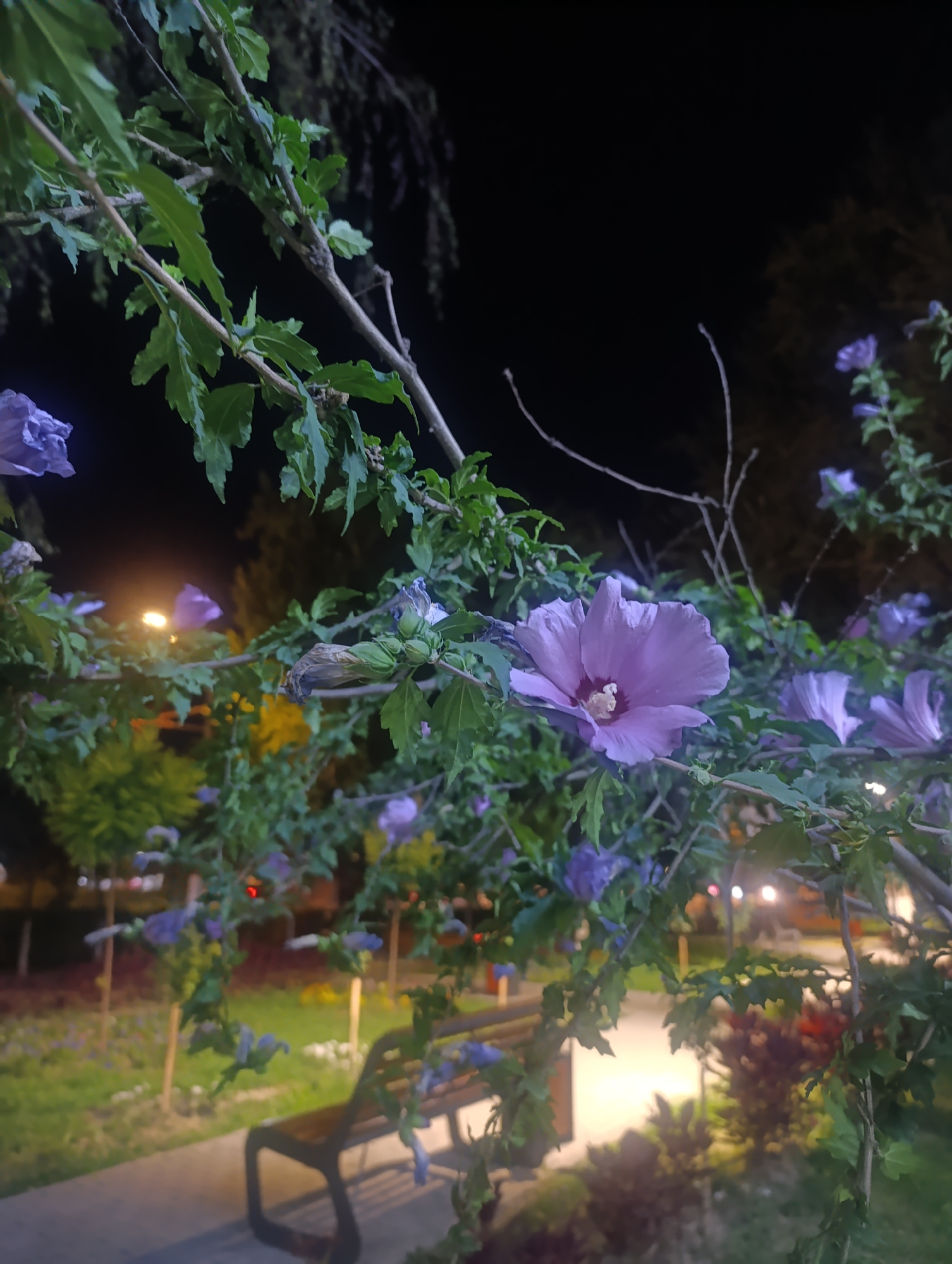A close-up shot focuses on a flowering tree with delicate purple blossoms and green leaves, set against a dark night sky. The flowers are the primary subject, with one prominent bloom in the center-right of the frame, showcasing its intricate petals and stamen. Several other flowers and buds are visible throughout the branches, some in sharp focus, others slightly blurred.
In the background, a park or garden setting is discernible, illuminated by soft artificial lights. A wooden park bench is positioned on a paved walkway in the lower half of the image. The ground is covered with grass and some scattered yellow flowers. The lighting suggests it is nighttime, with a few streetlights or decorative lights visible in the distance, casting a warm glow on the scene. The overall atmosphere is serene and tranquil. The location is Osh City, Kyrgyzstan.