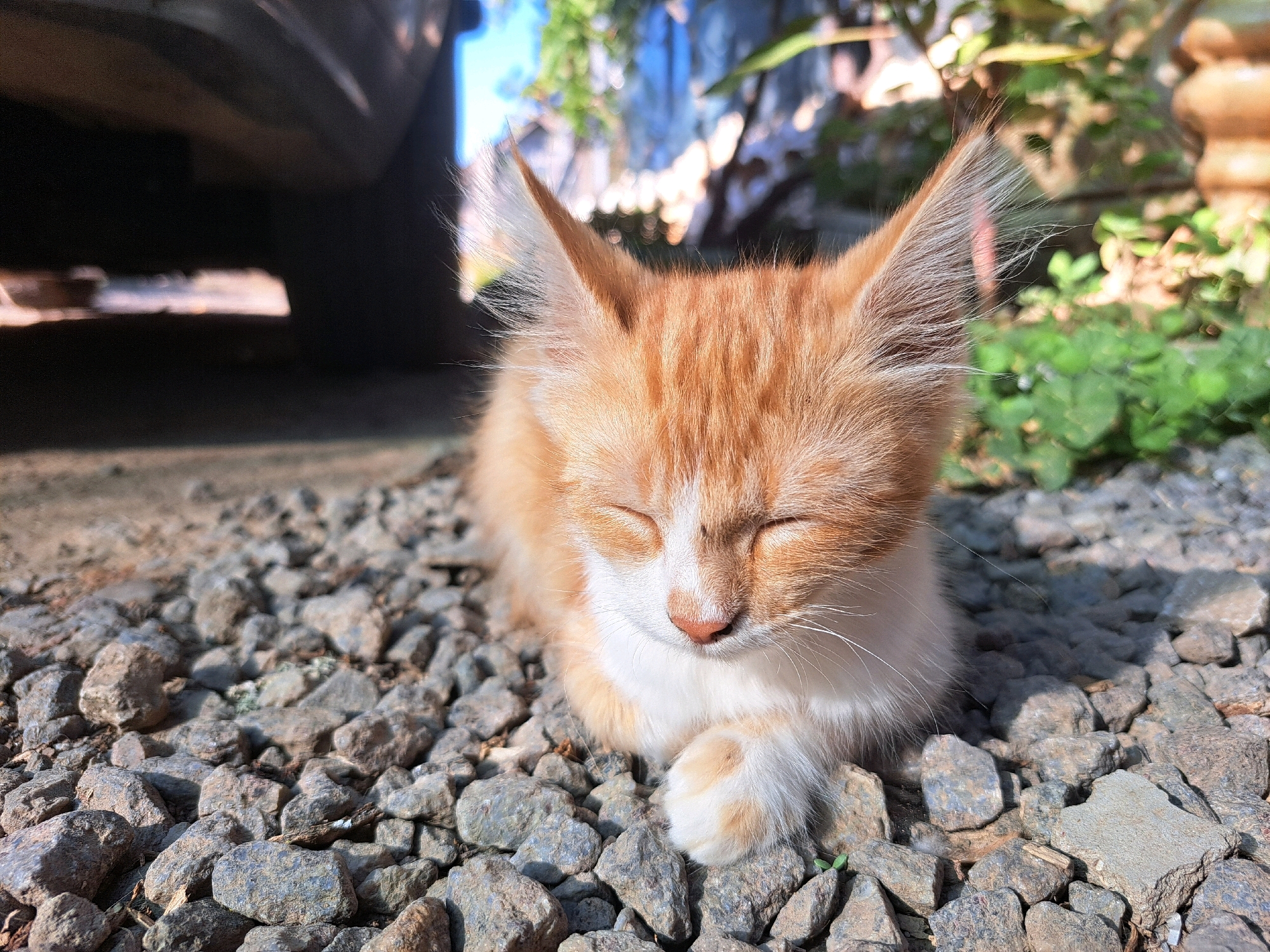 A ginger and white kitten with its eyes closed is lying on a bed of grey gravel. The kitten is positioned in the center of the frame, facing forward. Its ears are perked up and slightly angled backward. The kitten's front paws are tucked beneath its chest, with one paw resting on top of the other. The background is blurred, showing the underside of a dark vehicle on the left and lush green foliage and a pillar on the right. Sunlight illuminates the scene, creating shadows and highlights on the gravel and the kitten. The image does not contain any information about the city of Vypasne, Ukraine, or any people.