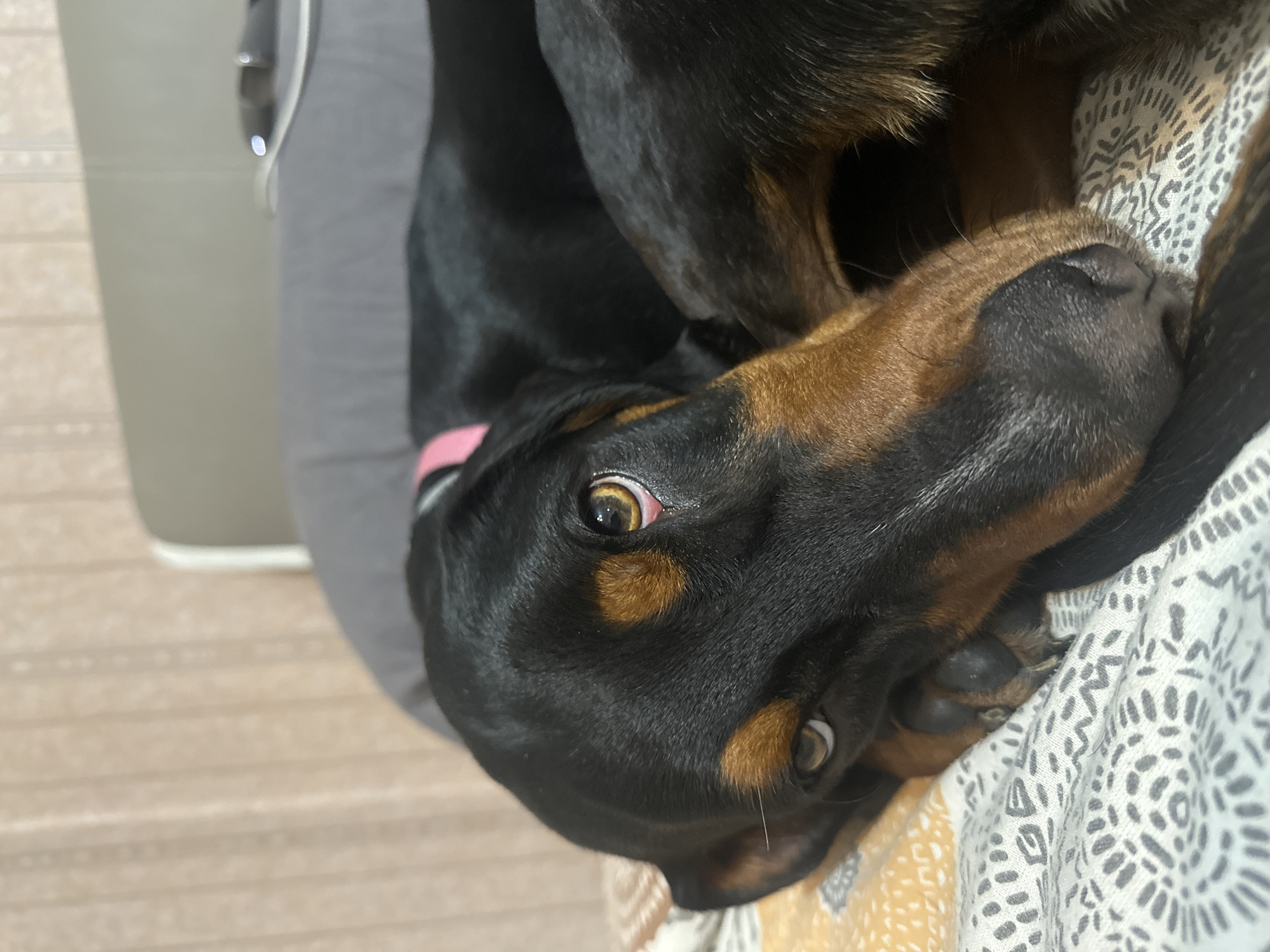 A close-up, slightly angled view shows a black and tan Doberman Pinscher or Rottweiler-type dog lying on a patterned fabric, possibly a blanket or bedspread. The dog's head is turned towards the camera, with one eye clearly visible and the other partially obscured. A pink collar is visible around the dog's neck. The background includes a gray surface and a light-colored wall. The location is not determinable from the image.