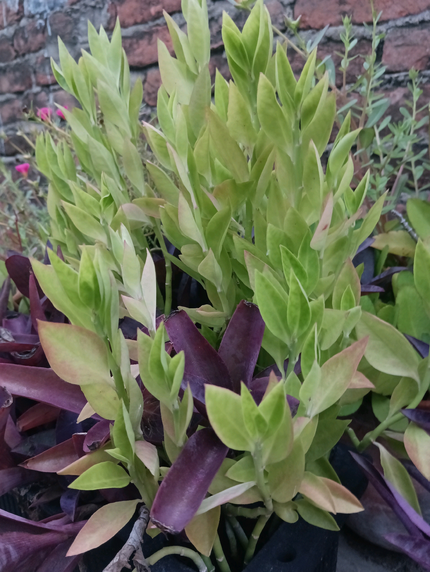 A close-up, eye-level shot showcases a dense planting of plants, featuring a prominent cluster of light green, upward-reaching foliage in the foreground. Interspersed with the green leaves are dark purple leaves, some appearing to be wilting or dried. The plants are arranged in a dark container, partially visible at the bottom. In the background, a brick wall with a rough texture and muted reddish-brown tones serves as the backdrop. A few small, pink flowers are visible on thin stems to the left of the main plant cluster, and thin, light green stalks of other plants extend upwards behind the main subjects. The lighting suggests an outdoor setting, possibly in the city of Dakhin Parsa, India, with no people or specific actions depicted.