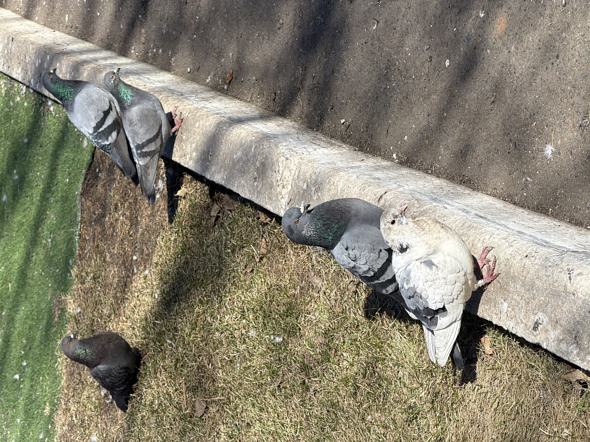 The image depicts four pigeons gathered near a concrete curb. Two grey pigeons stand side-by-side on the left side of the frame, near the curb. Another two pigeons, one grey and one white/grey, are close together on the right side of the frame, near the curb. A fourth, dark grey/black pigeon stands further back. The pigeons are standing on grass and the concrete curb separates the grass from asphalt. The light suggests a sunny day, casting shadows in the scene.
