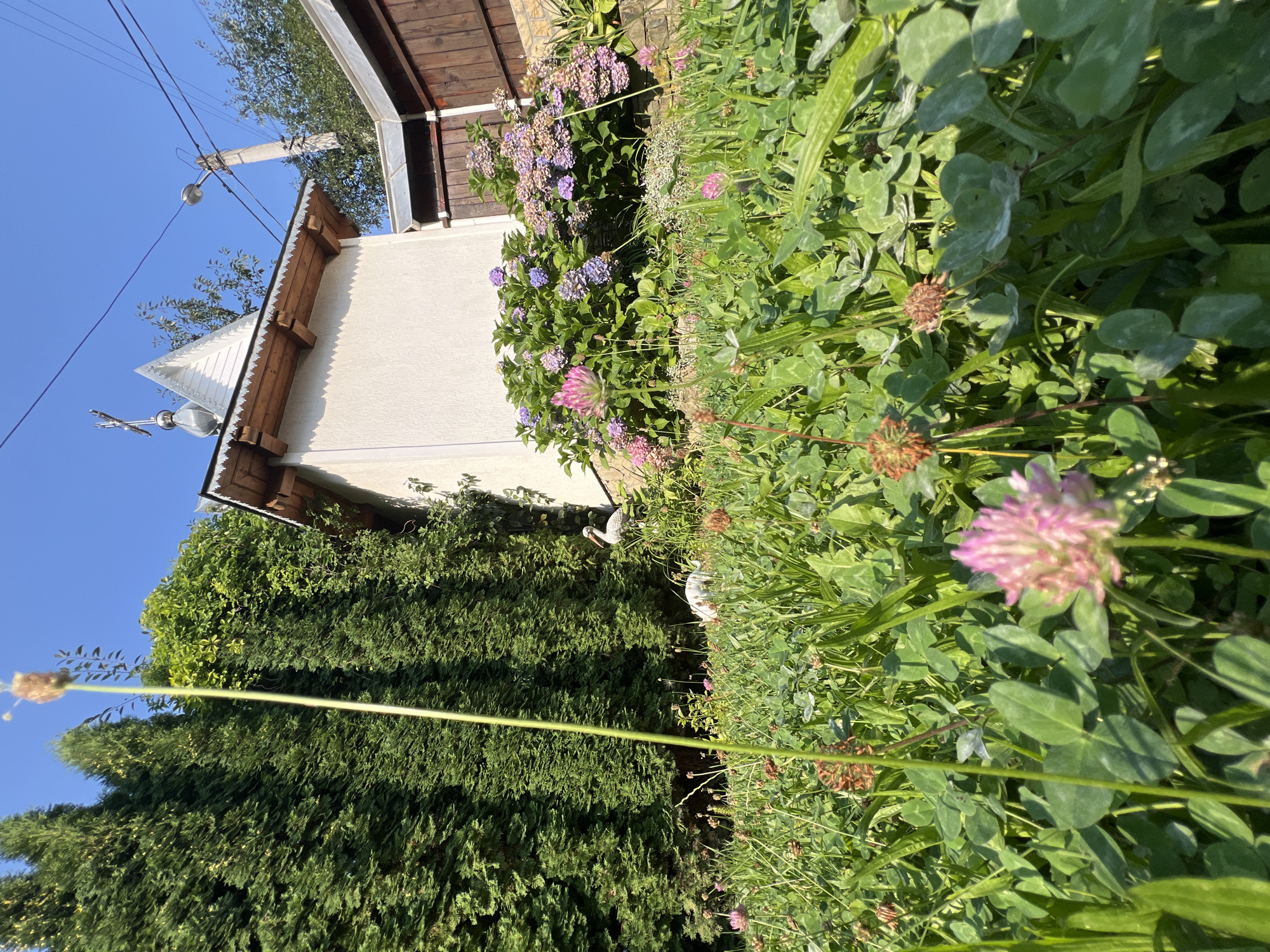 In Yaremche, Ukraine, on a sunny day, a low-angle shot captures a vibrant green meadow filled with clover and pink flowers. In the background, a small white building with a distinctive wooden roofline and a silver cross atop it stands, adjacent to a tall green hedge and a wooden fence. A flowering bush with pink and purple hydrangeas adds a splash of color near the building. Two decorative white storks are positioned in the meadow, one standing near the hedge and the other further into the field. The scene is illuminated by bright sunlight, casting shadows and highlighting the textures of the grass and flowers.