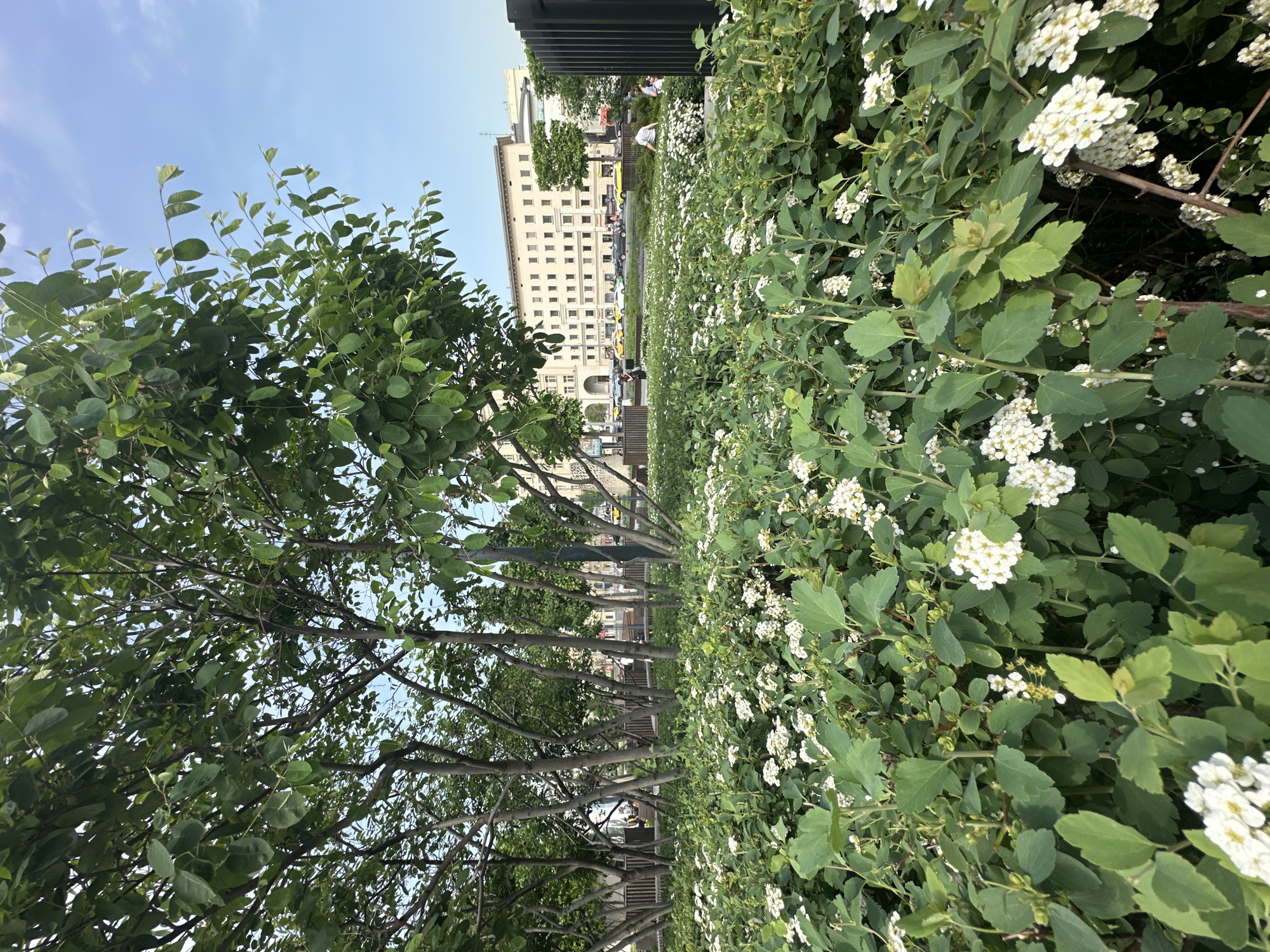 The image depicts a park-like area in Moscow, Russia, with trees on the left and a hedge of white flowers on the right. A building with multiple windows is visible in the background. People are present but indistinct. The sky is visible at the top of the frame.