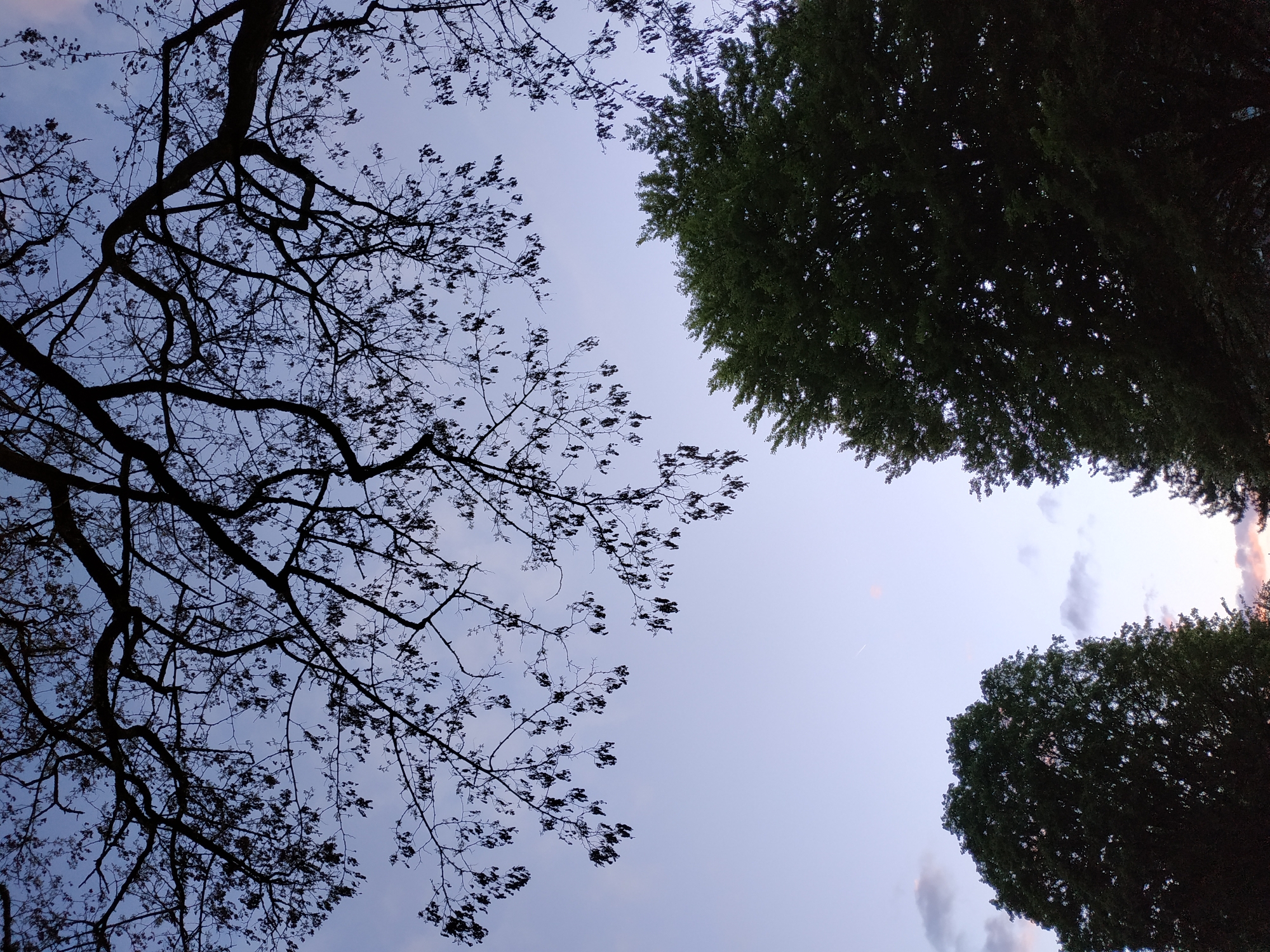 The image shows a view looking up at the sky, framed by trees. On the left is a tree with thin, dark branches and small leaves, silhouetted against the pale sky. On the right are two fuller trees with dense green foliage. The sky is light blue with some very faint pinkish hues near the horizon, possibly indicating sunrise or sunset. A faint contrail from an aircraft is visible. The specific location within Dortmund, Germany, cannot be determined from the visual data.