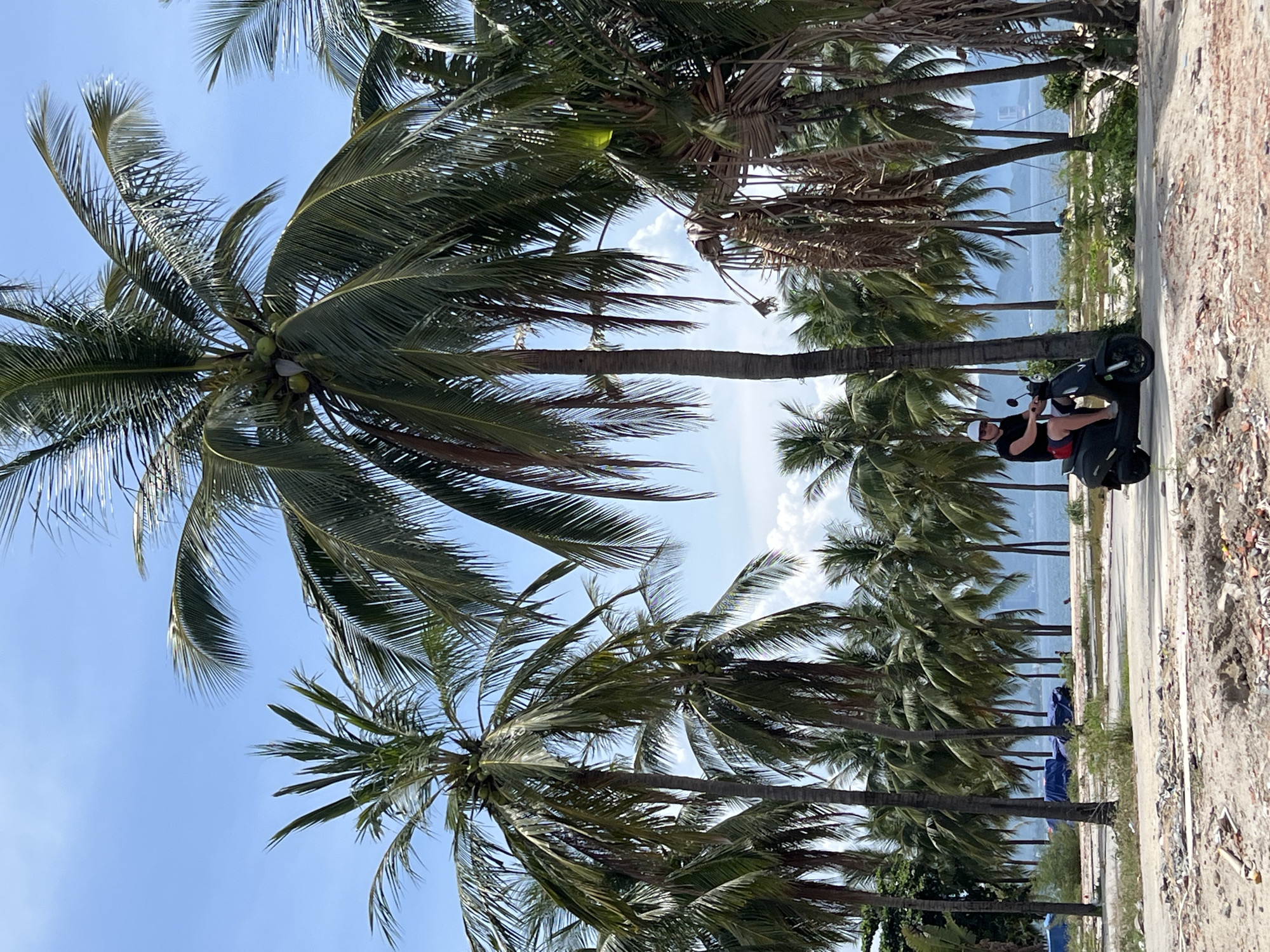 A person wearing a white helmet, black t-shirt, and red shorts is riding a black scooter on a sandy path. They are positioned in the foreground, with a backdrop of numerous palm trees. The sky is blue with some white clouds. In the distance, there is a body of water, possibly the sea, and a hilly landscape under a hazy sky. Blue tarps are visible among the trees on the left side of the image. The ground in the foreground is rough and appears to be under construction or has debris. The scene is likely in a coastal area of Nha Trang, Vietnam, given the abundance of palm trees and proximity to the sea.