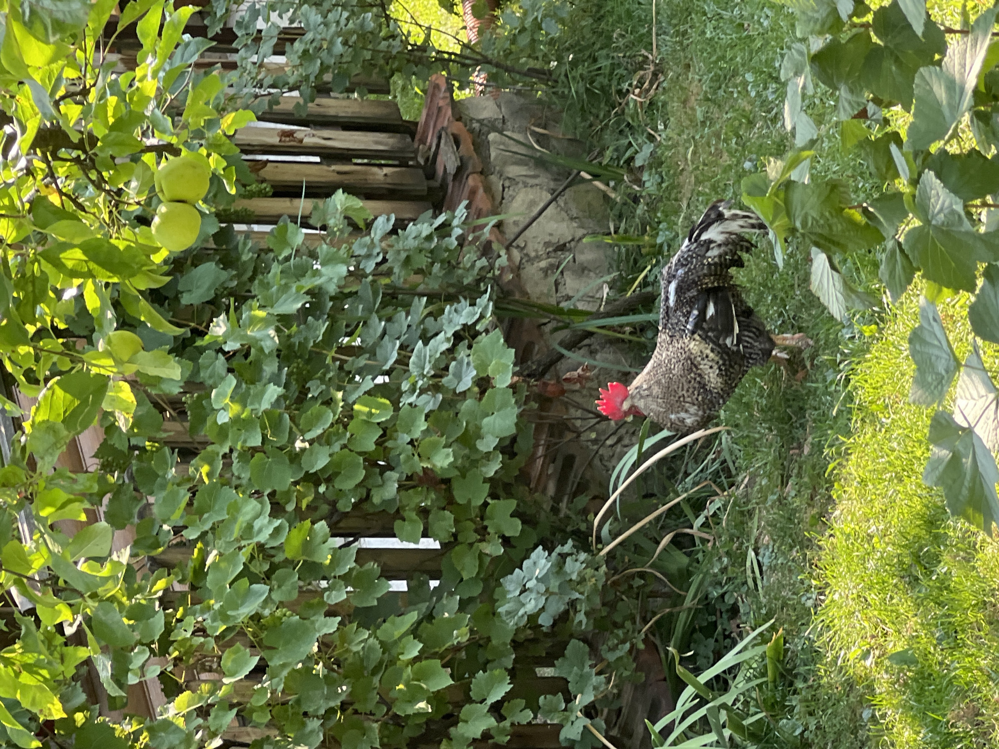 A barred rock rooster with a red comb stands in a grassy yard in Yaremche, Ukraine. The rooster is facing right, its body angled slightly away from the viewer. The yard is surrounded by a wooden fence, partially covered by lush green vines. Several green apples hang from a tree branch above the fence. The scene is bathed in dappled sunlight, creating a warm, natural ambiance.