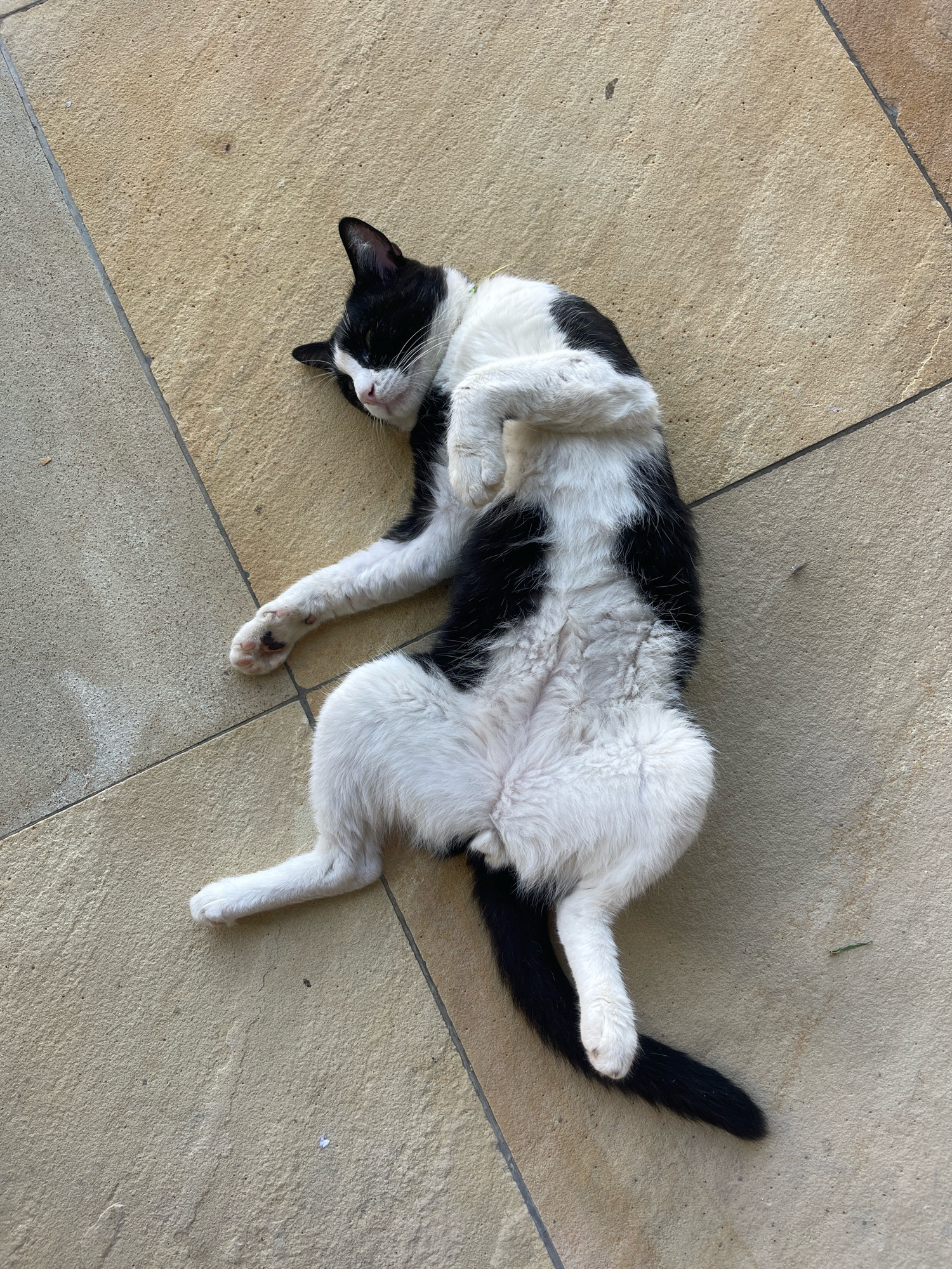 A black and white cat is lying on its back on a beige tiled surface. The cat is curled up with its paws in the air and its belly exposed. The tiles are arranged in a diamond pattern. The scene is outdoors, with natural light illuminating the cat. No people or other animals are visible in the image. The location is identified as Providence, Seychelles.