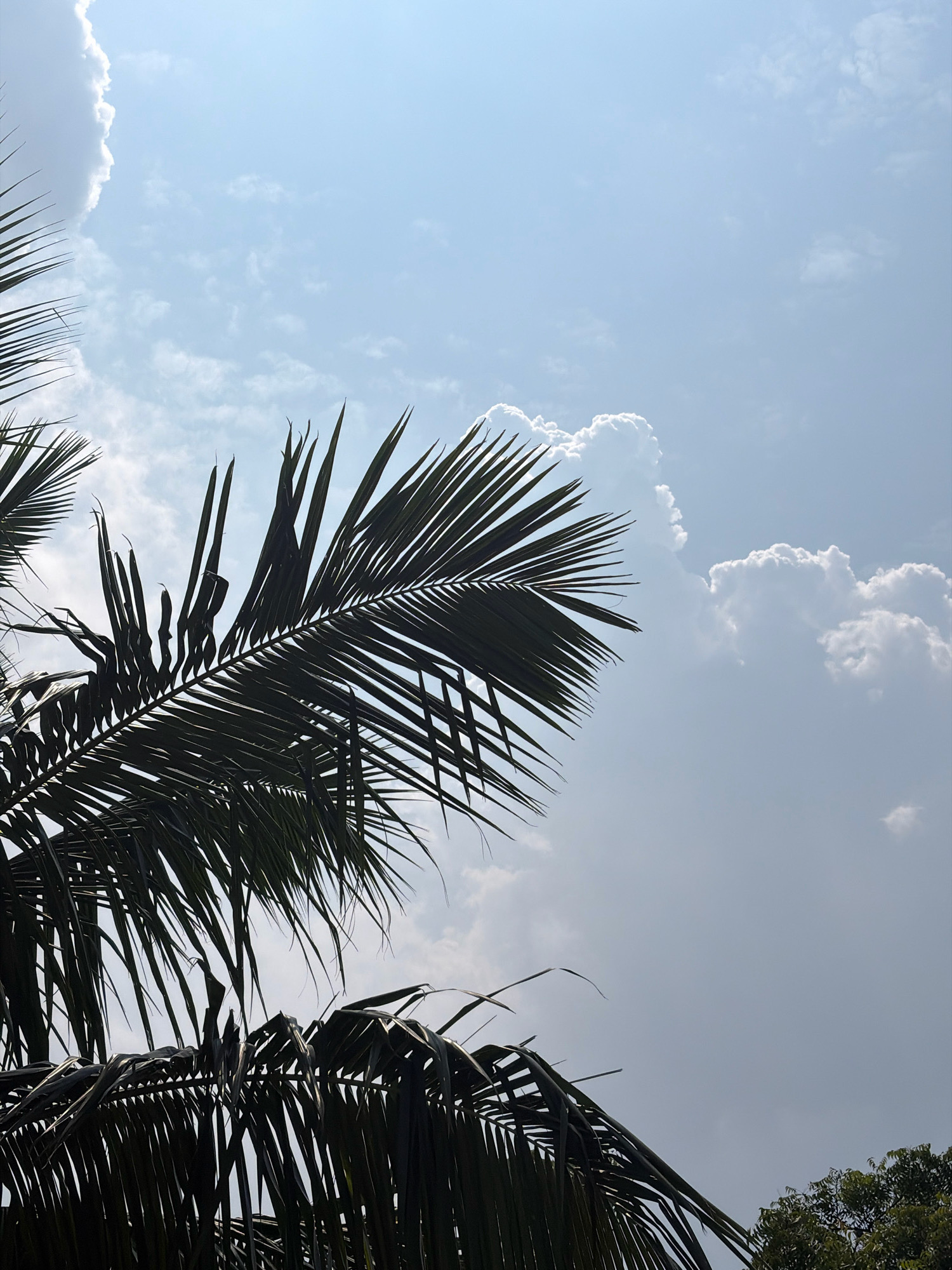 The image captures a portion of the sky with silhouetted palm fronds in the foreground, predominantly on the left and bottom sides. The sky is a pale blue, with scattered white clouds. A hint of green foliage from another tree is visible in the bottom right corner. The scene is outdoor and appears to be a bright, sunny day. Without further context or identifiable landmarks, the specific location within Jamshedpur, India cannot be determined from the image alone.