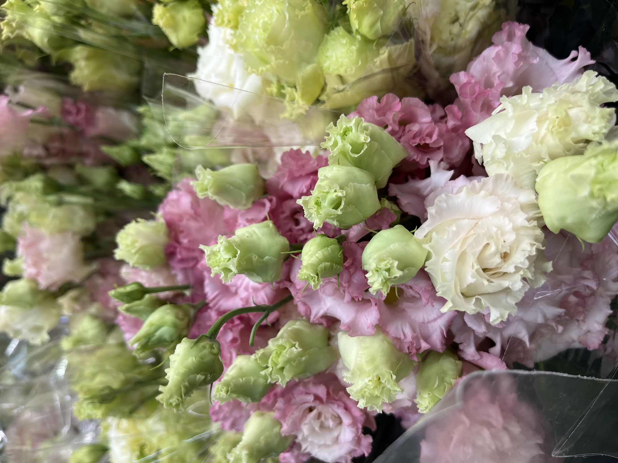 This is a close-up, eye-level, vertical photograph of a bouquet of pink and white eustoma flowers, also known as lisianthus, with some buds still closed and green. The flowers are wrapped in clear plastic packaging. The lighting is bright and diffused, creating soft shadows. The background is dark and out of focus, with hints of green and pink from other flowers. The photograph was taken in a flower shop in Kohtla-Järve linn, Estonia.