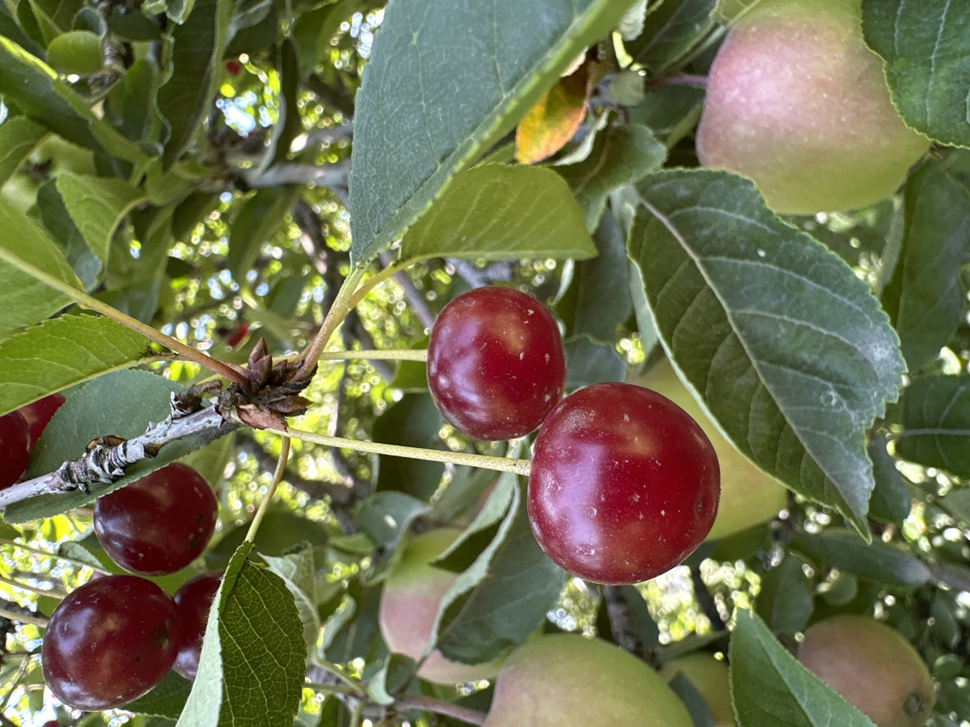 In Bosteri, Kyrgyzstan, a close-up shot captures ripe, dark red cherries hanging from a branch of a cherry tree. The cherries are round and glossy, with stems still attached. Green leaves surround the fruit, some of which are blurred in the background. Other unripe fruit, appearing green and reddish-pink, are visible further down the branch, suggesting a mix of ripening stages. The sunlight filters through the leaves, creating a dappled effect and highlighting the vibrant colors of the cherries. The focus is on the foreground cherries, with the rest of the tree and its surroundings softly out of focus.