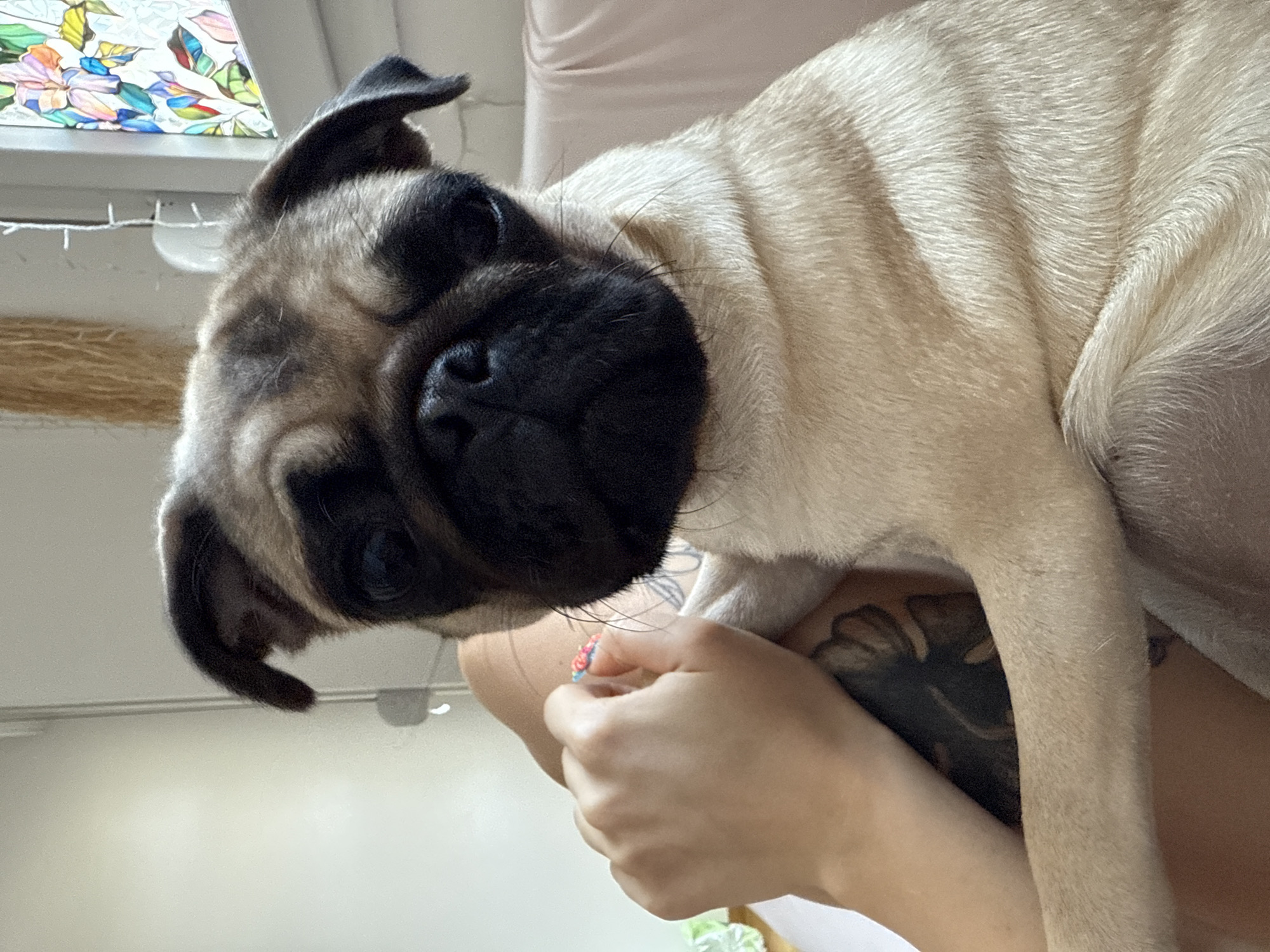 An adult pug with fawn-colored fur and a black face is seated on a light-colored surface. A person's left arm and hand are visible in the lower left quadrant of the image, with the hand interacting with the pug's fur. The pug's head is tilted slightly, and its eyes are open. In the background, a white wall and a stained-glass window with colorful floral patterns are visible. A string of white lights hangs near the window. The overall setting appears to be indoors.