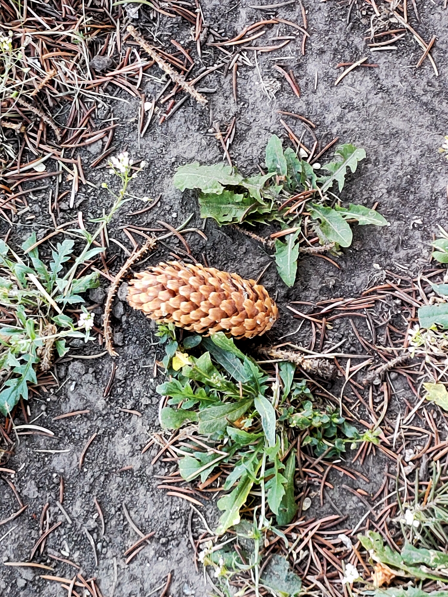 A close-up, overhead view of a pine cone on the ground in Nosivka, Ukraine. The pine cone is light brown and oval-shaped, with its scales clearly defined. It rests on dark, dry soil interspersed with numerous brown pine needles and sparse green vegetation. Some small green plants with jagged leaves are visible around the pine cone. A small, delicate white flower is also present to the left of the pine cone. The overall scene depicts a natural, outdoor environment.