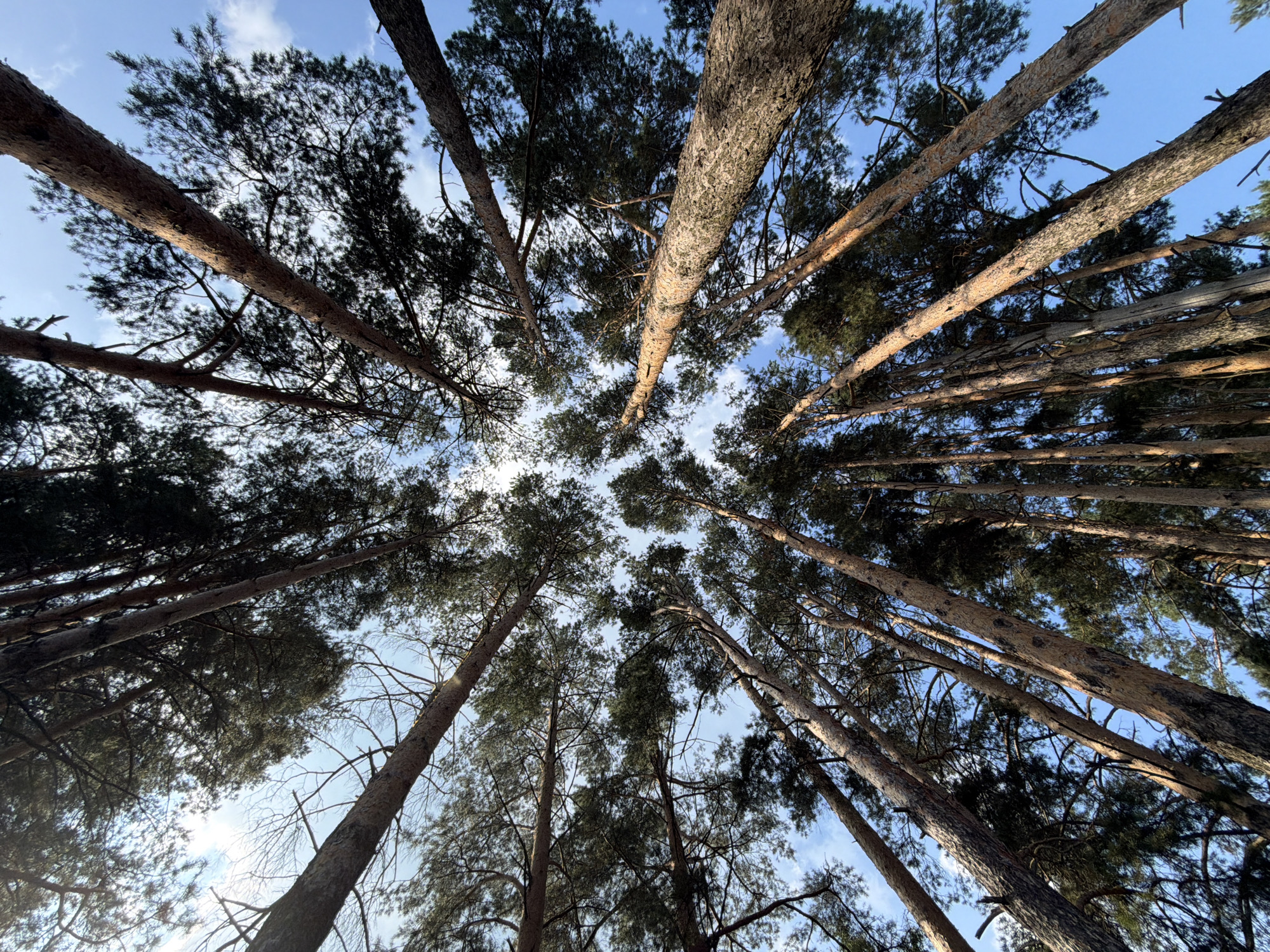 The image is a low-angle shot looking up into the canopy of a pine forest. Tall, slender pine trees with textured bark dominate the frame, their branches reaching towards a clear blue sky with scattered white clouds. The sun is filtering through the needles, creating dappled light and shadow. The perspective suggests the viewer is standing at the base of the trees, looking directly upwards. The scene is natural and serene. This forest is located in the city of Chaikovsky, Russia, a place known for its lush green spaces and proximity to the Kama River.