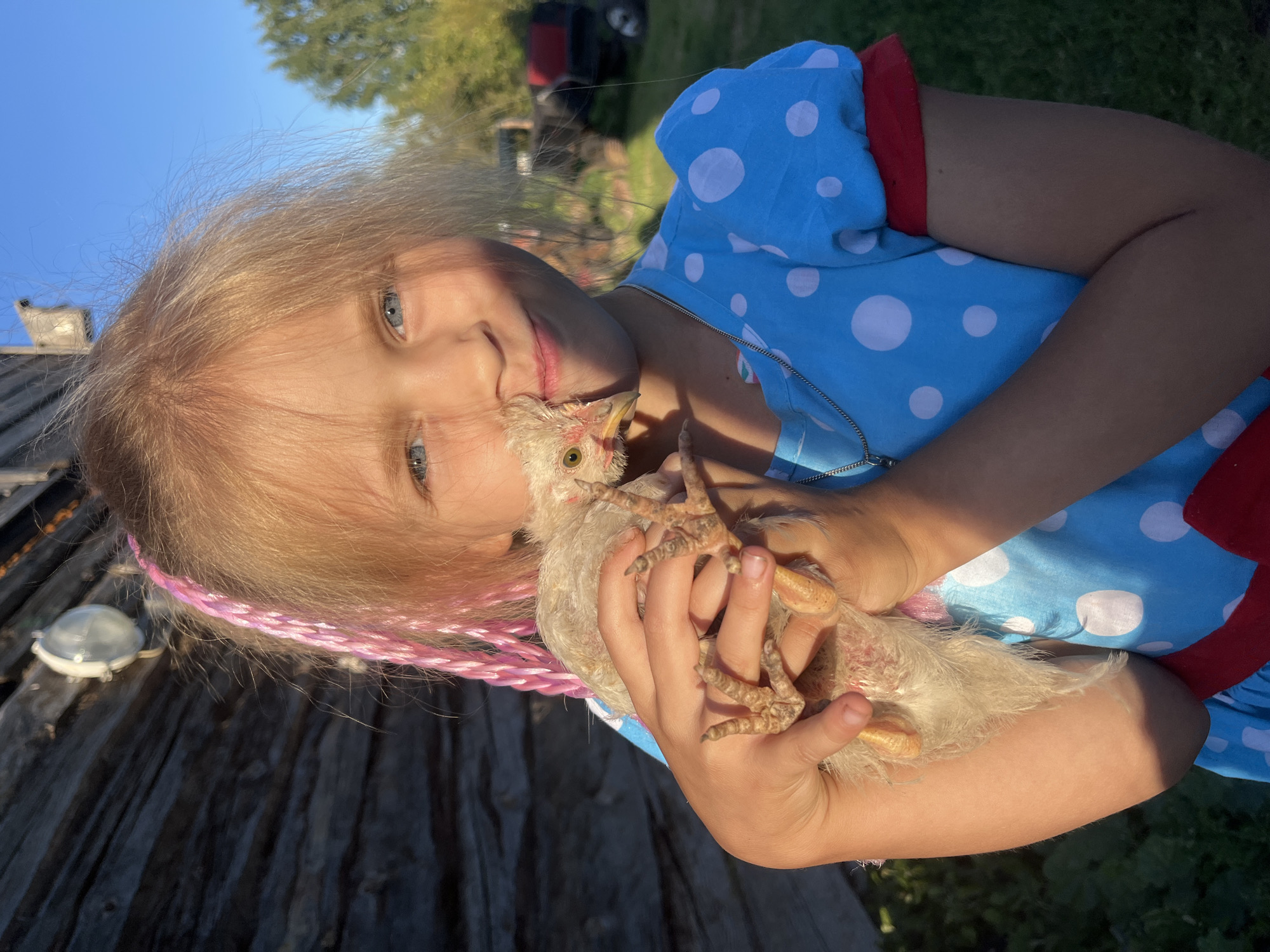 In the village of Dunilavitskoye, Belarus, a young girl with blonde hair braided with pink extensions, and piercing blue eyes, holds a small, pale chicken. She is wearing a bright blue polka-dot dress with red trim. The chicken's fragile legs and feet are visible, and its head is nestled against the girl's cheek. The background shows a weathered wooden structure and a grassy area with trees, suggesting a rural outdoor setting. The sunlight casts shadows and highlights, creating a warm and natural atmosphere.