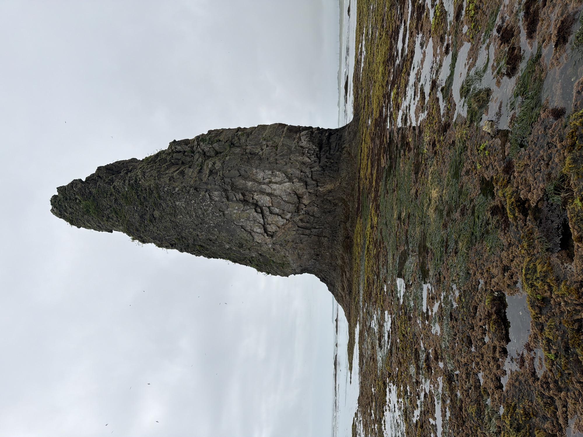 A towering sea stack, covered in green vegetation, dominates the center of the frame. The stack is situated on a rocky, seaweed-covered shore, with shallow water and more rocks extending towards the horizon. The sky is overcast and gray, with several small birds in flight. The overall scene is one of a rugged, coastal environment, likely at low tide, with the geological formation being the primary subject. The location is identified as Yuzhno-Kurilsk, Russia.