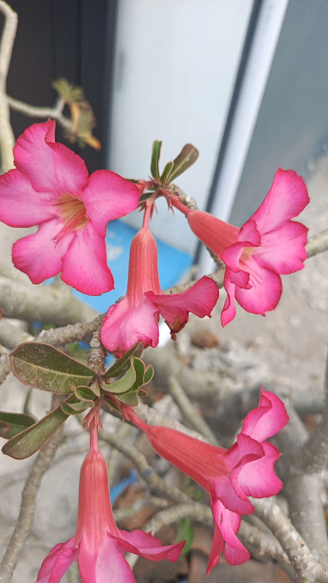In Ronowijayan, Indonesia, a cluster of vibrant pink Adenium flowers adorns a thorny branch. The flowers, with their delicate, trumpet-shaped petals, are captured in various stages of bloom. Some flowers are fully open, revealing their intricate stamen, while others remain in bud form, their vibrant color hinting at their future beauty. The branches, rough and gnarled, provide a stark contrast to the soft elegance of the blossoms. In the background, a blurred blue object and a light-colored surface suggest an outdoor setting, possibly a garden or courtyard. The overall scene evokes a sense of natural beauty and tranquility, a testament to the diverse flora found in Ronowijayan.