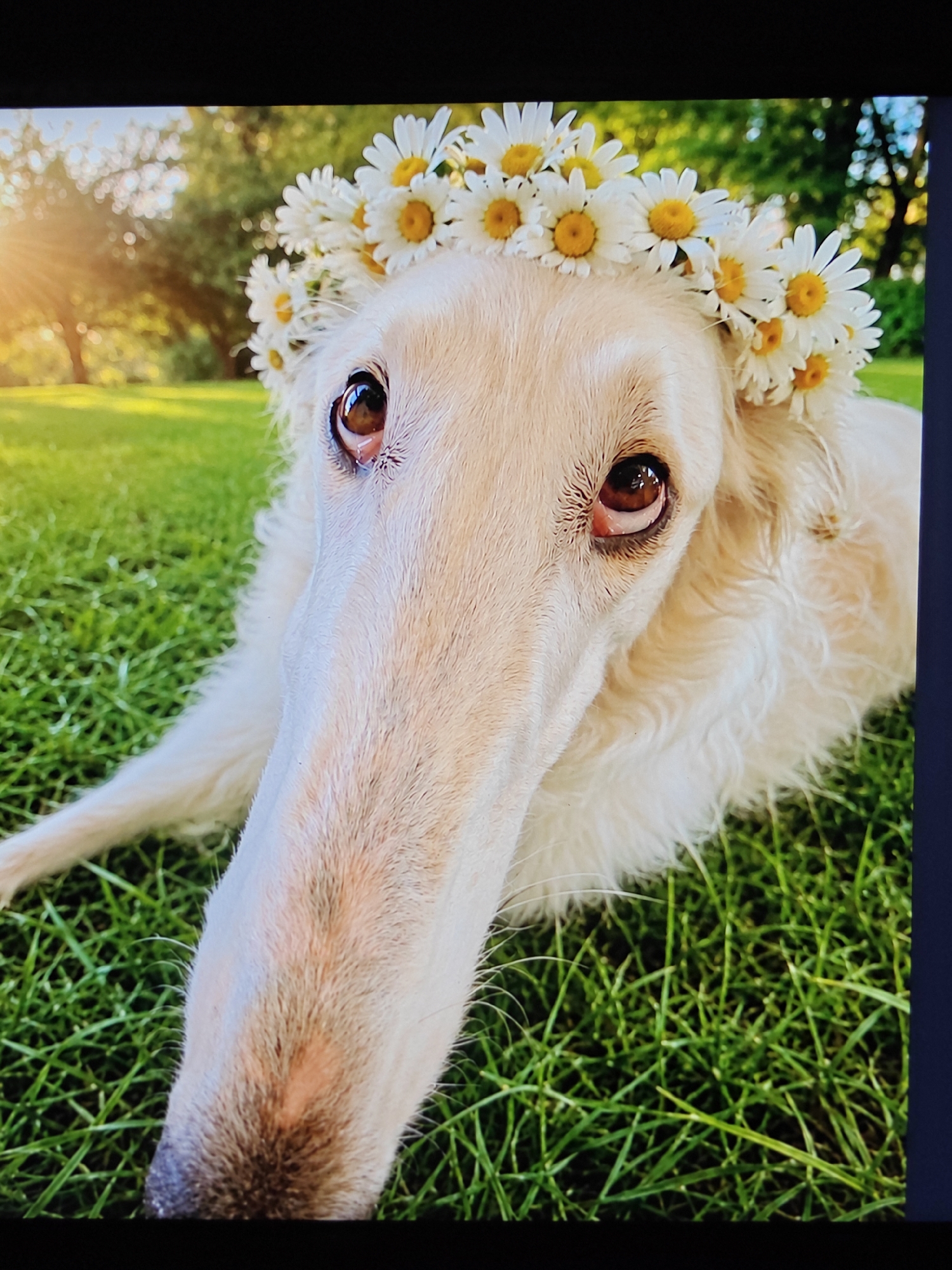 A light-colored, long-snouted dog wears a crown of white daisies with yellow centers. The dog is lying down on lush green grass, with its head tilted slightly towards the viewer. Sunlight streams in from the left side of the frame, creating a warm glow and dappled light on the background trees and grass. The dog's eyes are a warm brown, and its expression appears calm. The scene is outdoors, suggesting a park or a garden setting.
