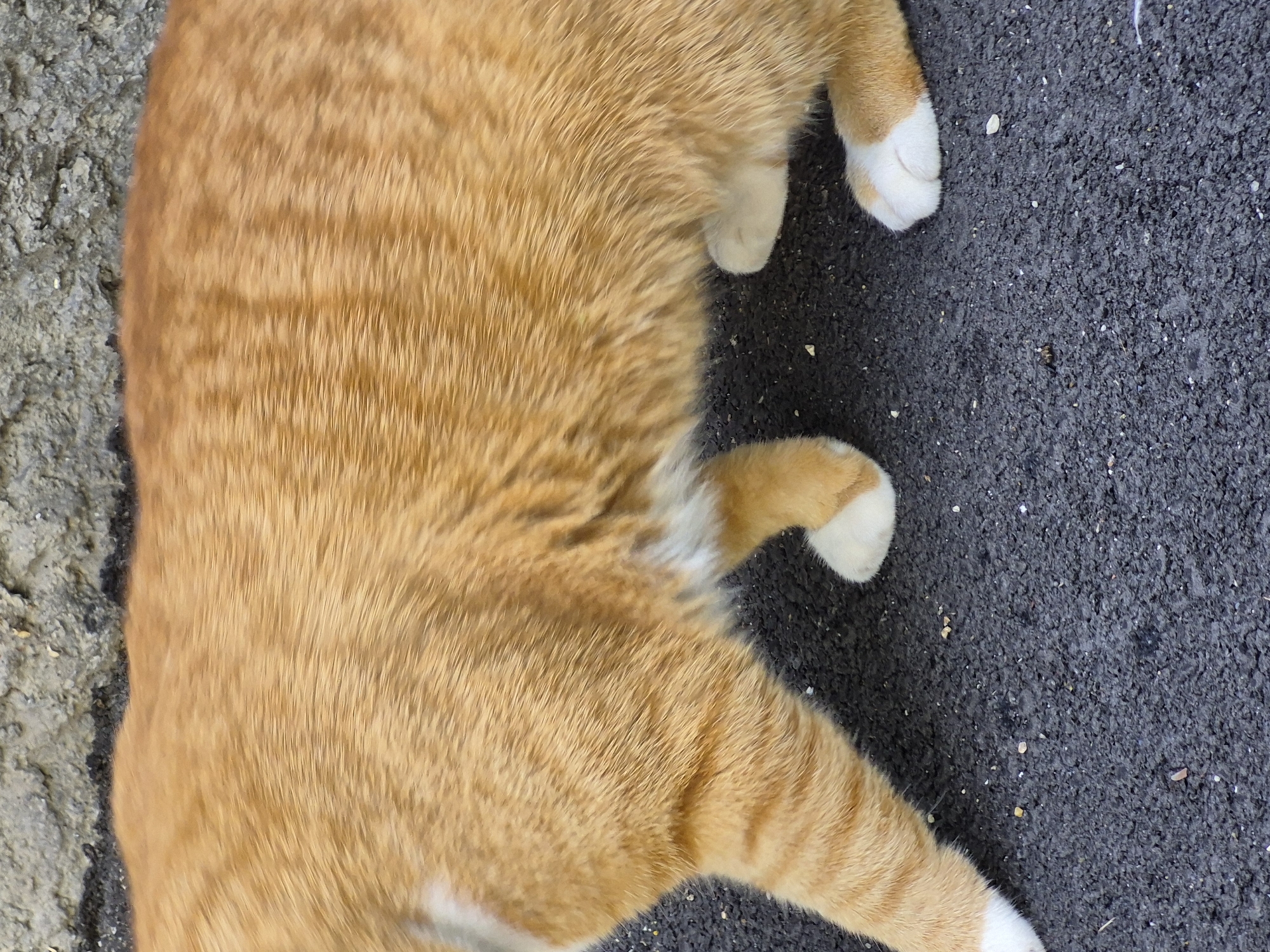 An orange tabby cat walks on a dark grey asphalt surface. The cat's fur is short and appears fluffy, with distinct darker orange stripes. The cat has white paws, which are visible as it walks. In the background, a rough, textured grey wall is visible. The environment appears to be outdoors, likely on a street or path in a city. The image is a medium shot, focusing on the cat's midsection and legs.