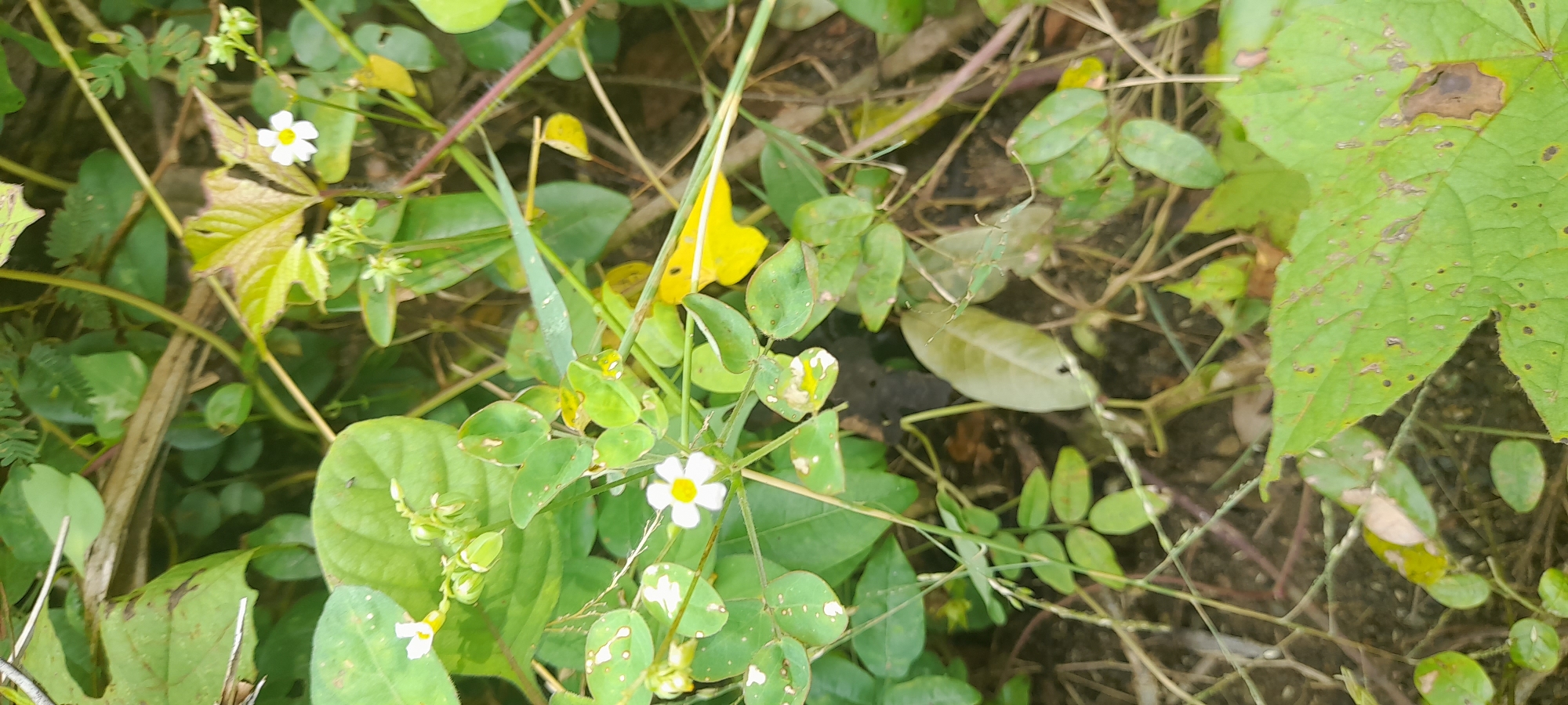 The image shows a patch of vegetation in Buketteukuh, Indonesia. The scene is densely overgrown with various plants, including vines with small, rounded leaves, a larger-leafed plant with some discoloration, and small white flowers with yellow centers. Some leaves are yellowed and decaying. The ground is obscured by the dense vegetation. There are no people or animals visible.