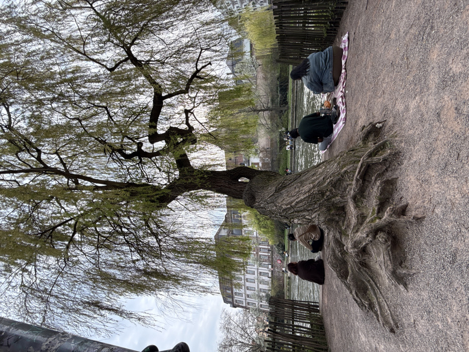 The scene depicts a section of the Ill River in Strasbourg, France, likely within or adjacent to the Petite France district.
In the foreground, a large weeping willow tree dominates, featuring a thick, gnarled trunk and extensive exposed root systems spreading across gravelly, reddish-brown ground. Its slender, flexible branches with light green nascent foliage hang downwards, framing the upper portion of the image under an overcast sky. A rustic wooden fence, composed of vertical stakes and horizontal rails, borders the gravel bank to the left of the tree and extends into the mid-ground on the right.
Five individuals are seated on the bank. Three are positioned to the left of the tree, directly on the gravel: one person in a dark brown jacket, followed by another in a light brown jacket. Two individuals are seated to the right of the tree on a red and white checkered blanket: one in a dark green shirt and light trousers, with two dark objects (possibly shoes) and a lighter object on the blanket nearby; and another in a light blue jacket and light brown trousers. All five are observed from behind, facing the calm river.
On the water, two small, light-colored boats with individuals paddling are visible further downstream. The opposite bank features a row of multi-story buildings, including a prominent large, white building with numerous regularly spaced rectangular windows and a dark roof. Additional trees, some with early foliage, line the far bank.