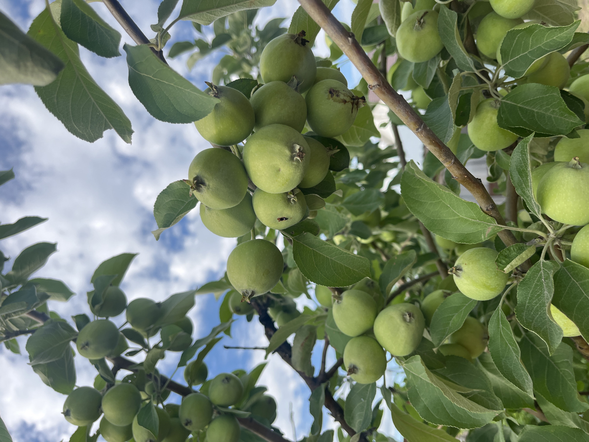 The image shows a close-up view of a branch laden with unripe green apples. The apples are small and round, with smooth skin. They are clustered together in groups, some hanging individually and others in bunches. The leaves of the apple tree are a vibrant green, and some are partially obscuring the fruit. In the background, a blue sky with scattered white clouds is visible, suggesting an outdoor setting on a bright day. The overall impression is one of natural abundance and the early stages of fruit development. There are no people or any man-made objects visible in the frame that would indicate a specific location within the city of Kovriga, Russia.