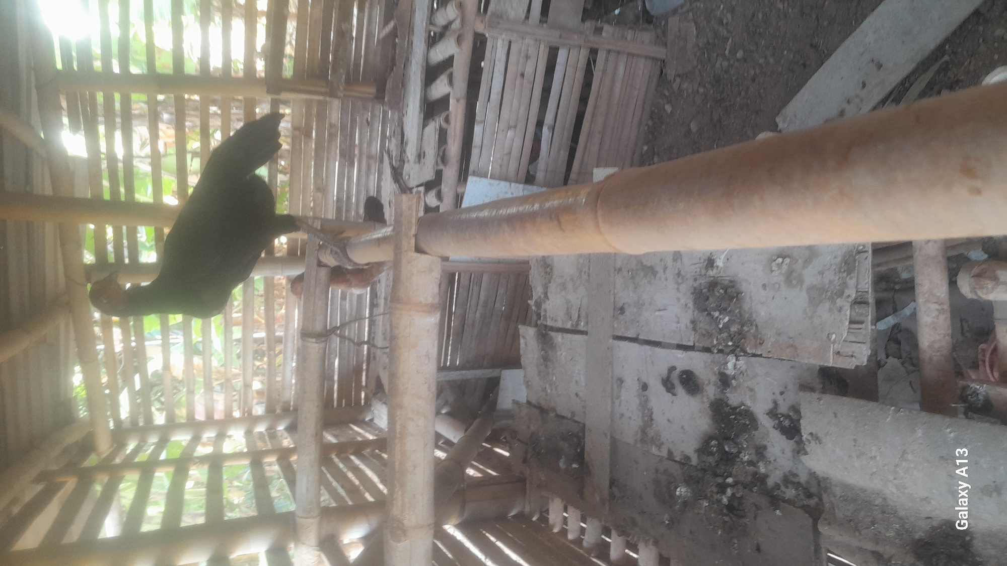 A dark-colored chicken stands on a bamboo perch inside a rustic, open-sided enclosure constructed from bamboo and wood. The enclosure appears to be a coop or shelter. The ground below is covered in dirt and debris, with evidence of animal droppings. Sunlight filters through the bamboo walls, creating a bright, washed-out effect. Another chicken, reddish-brown in color, is partially visible behind the main subject. The overall environment suggests an agricultural or rural setting. The image is labeled "Galaxy A13" in the lower left corner, indicating it was taken with a Samsung Galaxy A13 smartphone. The scene is located in Hadipolo, Indonesia.