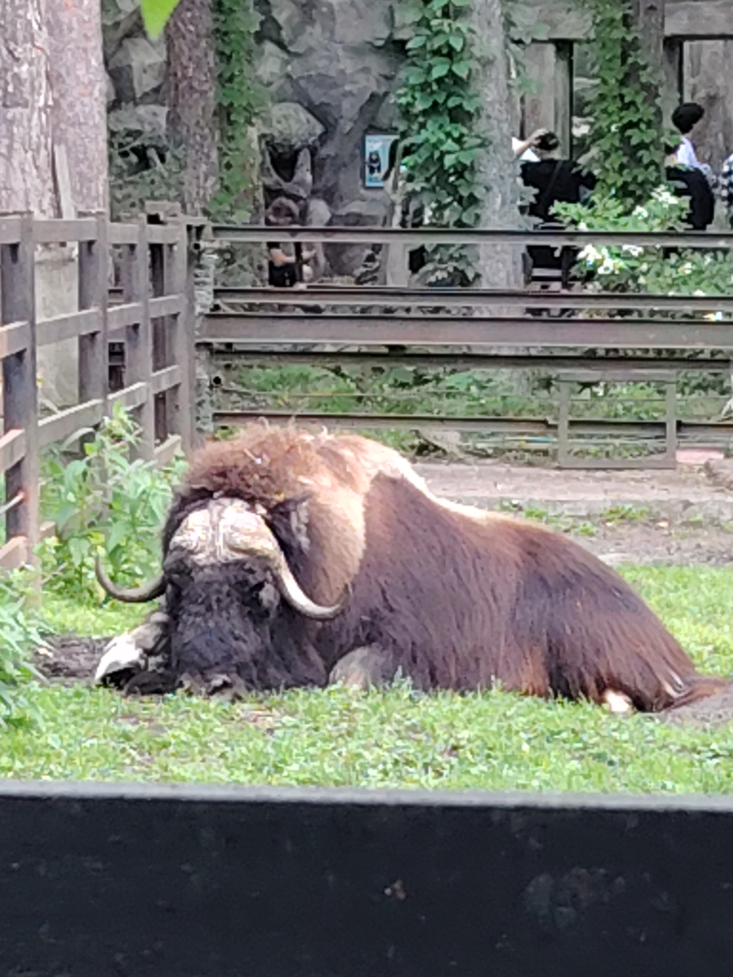 A muskox lies on its side on the grassy ground within an enclosure, its head resting on the dirt. The animal has a shaggy, dark brown coat and curved horns. Behind the muskox, a wooden fence separates it from a background featuring rocks, greenery, and several people observing the animal. The environment appears to be a zoo. The image is a photograph taken in the city of Novosibirsk, Russia.
