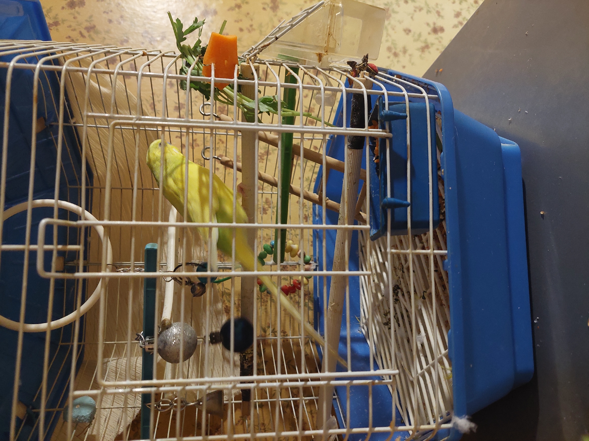 A pale-yellow budgerigar is perched inside a white wire birdcage. A chunk of orange carrot with green stems is fixed to the top of the cage. The cage is rectangular with a blue plastic base and top. The background is a patterned wall with brown and floral designs. The location of the image is unknown.
