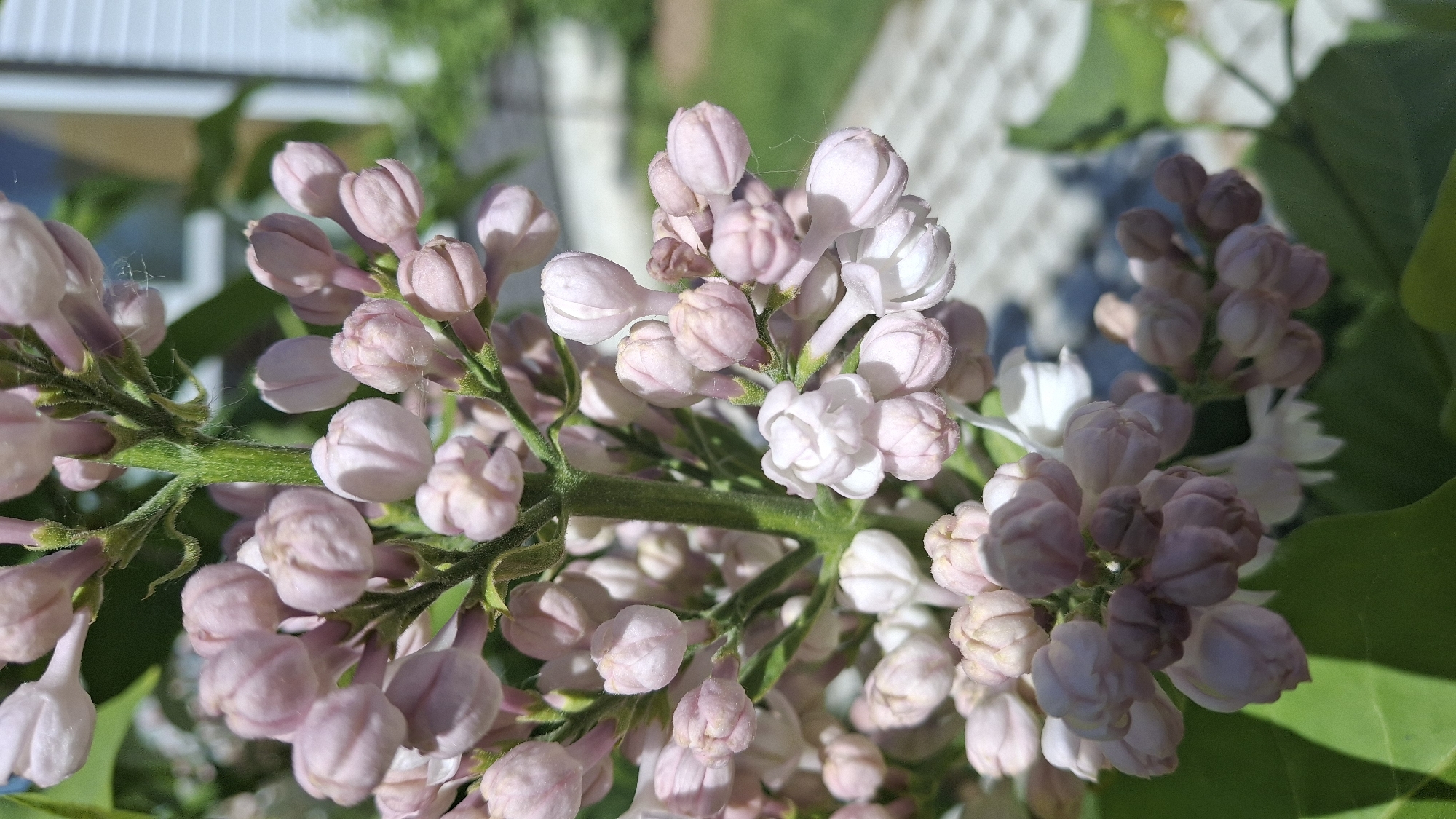 The image shows a cluster of lilac flowers in the budding stage. The flowers are predominantly light pink with some starting to bloom into white. Green stems and leaves are visible. The location and specific details related to the city of Oliki, Russia, are not discernible from the image.