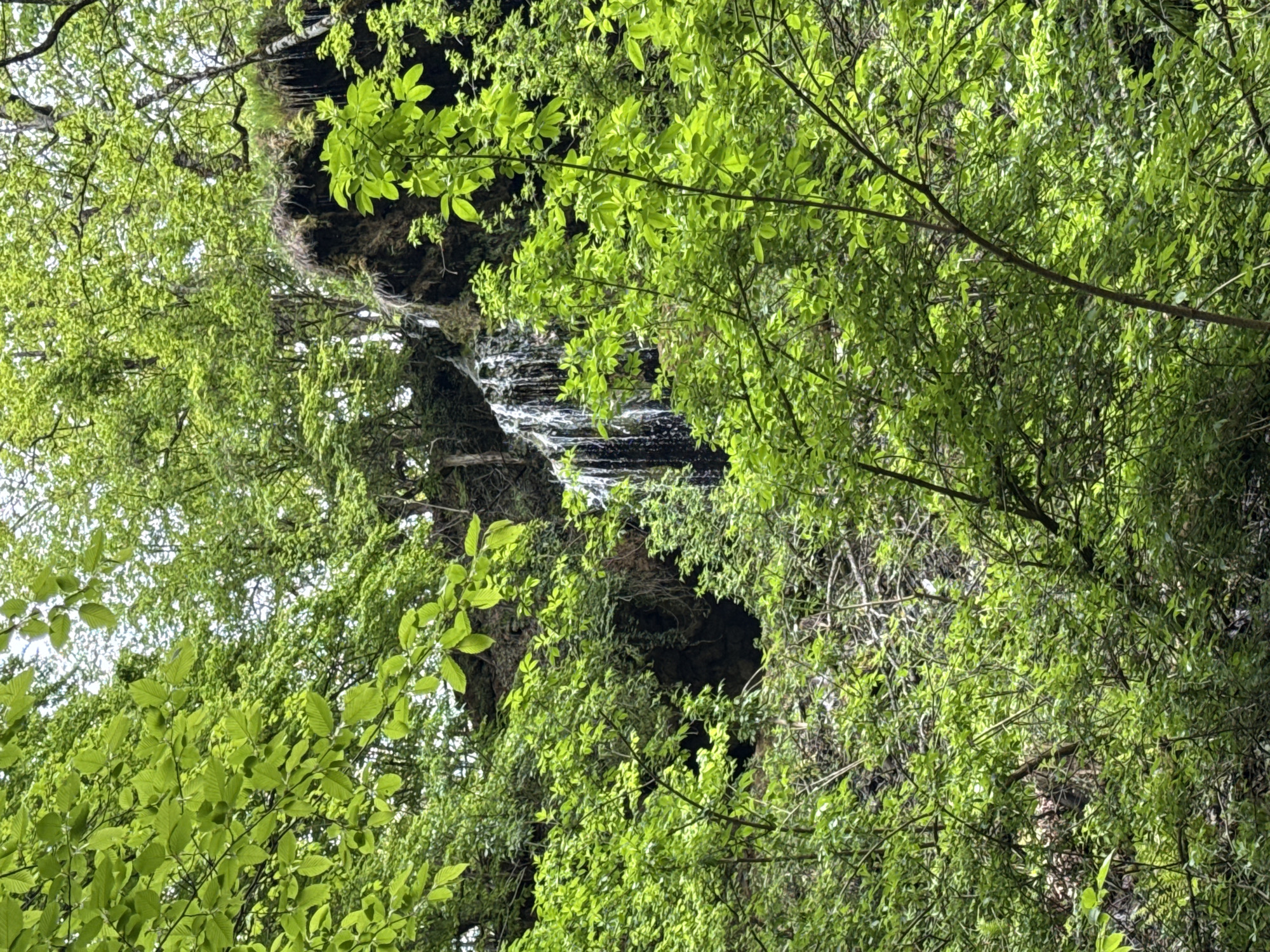 The image shows a waterfall in a forested area near Ribaritsa, Bulgaria. The waterfall cascades down a rocky cliff face covered in moss and foliage. Lush green trees and bushes surround the waterfall, obscuring parts of it. The perspective is from below, looking up at the waterfall and the surrounding vegetation. The lighting is soft, creating a sense of tranquility.