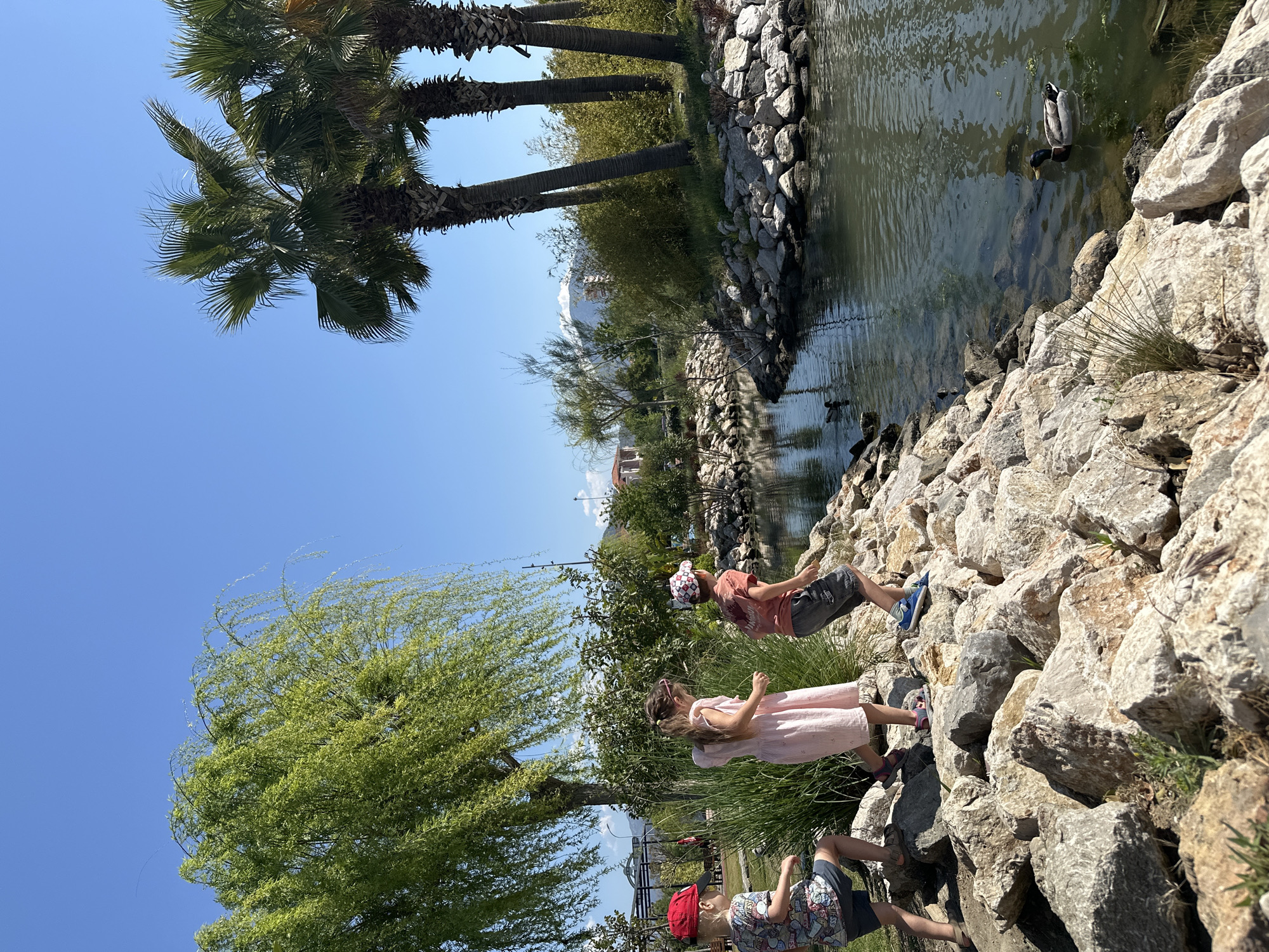 The image presents a vibrant outdoor scene on a bright, sunny day, likely in a park or by a landscaped waterway. Three children are the main subjects, engrossed in observing ducks in a calm, green-tinted stream or canal.
The setting features a clear blue sky overhead. On the left side, a large, leafy green tree with delicate foliage adds a touch of natural beauty. On the right, several tall palm trees rise against the blue sky, their fronds visible. The body of water is bordered by a rugged bank constructed from large, light-colored rocks.
Three young children are positioned on these rocks near the water's edge. One child, wearing a light pink dress, stands attentively. To their right, another child in a brown/orange t-shirt, shorts, and a white and red patterned cap leans forward, gazing into the water. A third child, dressed in a patterned shirt, shorts, and a red cap, is situated lower down on the rocks, seemingly kneeling or sitting. Their posture suggests curiosity and engagement with the ducks.
Several ducks are visible in the water; one prominent duck with a dark head and greenish body is close to the bank, appearing to look for food. In the background, beyond the water and trees, distant structures and mountains are faintly visible. The strong sunlight casts clear shadows, indicating midday or early afternoon. The presence of palm trees and a bright, clear sky aligns with a warm climate, consistent with the given location context of Fethiye, Turkey. There is no visible text in the image. The scene conveys a sense of peaceful leisure and childhood wonder during an outdoor activity.