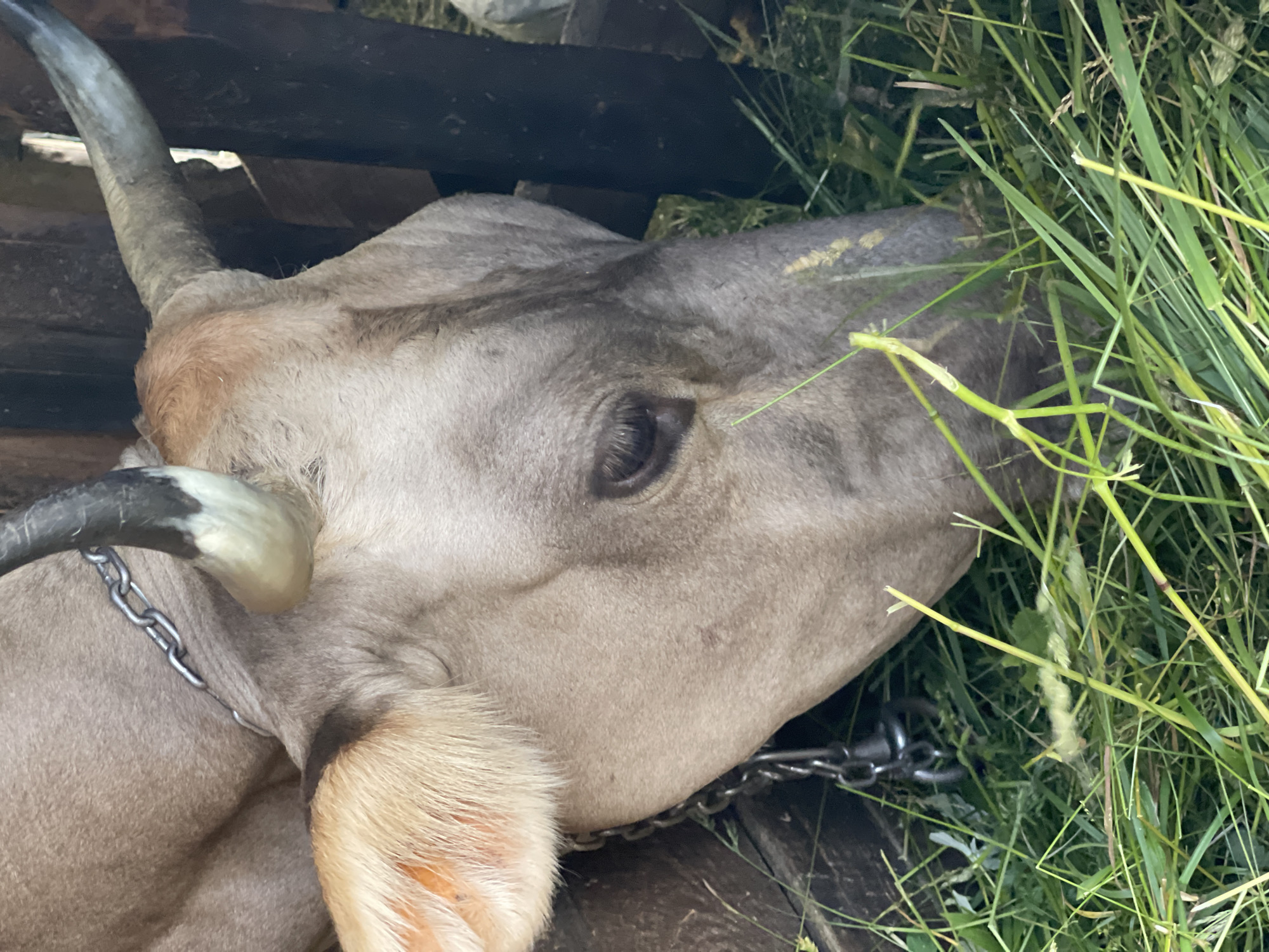 A close-up, high-angle shot captures the head and part of the body of a light brown cow lying down and eating grass in an outdoor setting. The cow has a single horn visible, curved and dark at the tip with a lighter base. A metal chain is visible around its neck. The background consists of dark wooden planks, possibly part of a fence or enclosure, and a large amount of green grass and vegetation that the cow is consuming. The lighting suggests it is daytime, likely outdoors in a rural area. The image is focused on the cow's head, with its eye visible and its muzzle immersed in the grass. There is no visible text in the image. The location context is Заречный, Russia.