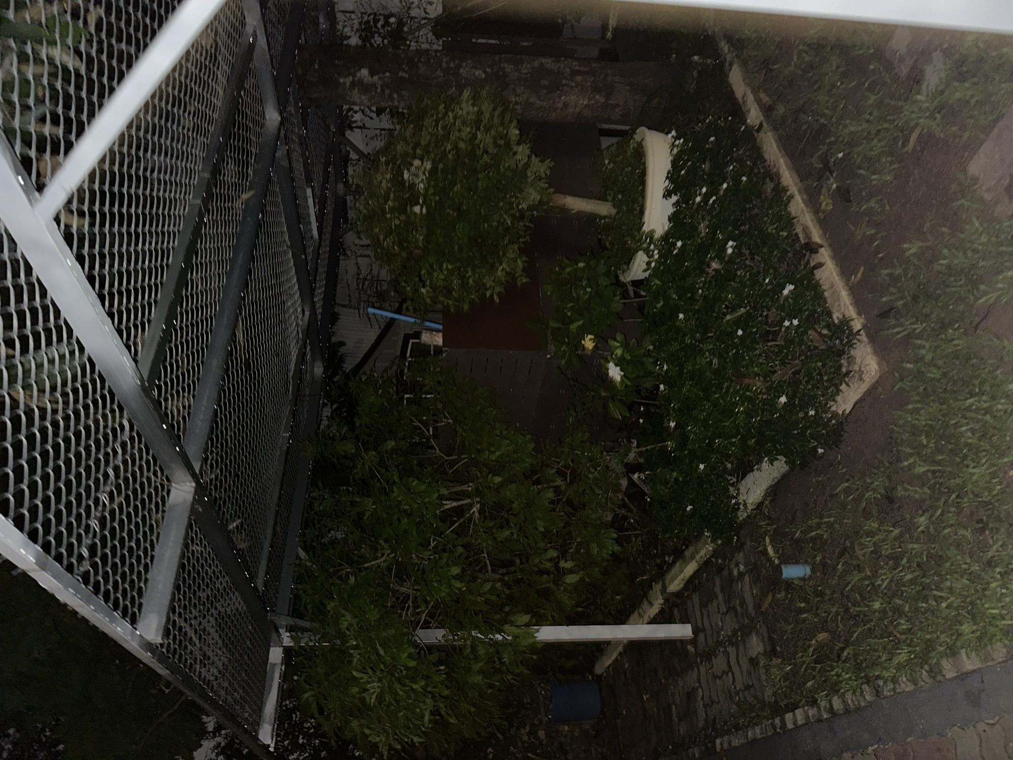The image depicts an outdoor scene at night, likely in a garden or yard area. A metal mesh canopy supported by posts covers a portion of the area. Beneath the canopy, lush green foliage and trees are visible, some of which appear to be ornamental. A large, circular white planter holds a small, rounded tree with dense leaves. To the left, a large blue trash bin is present next to a brick pathway. The ground is covered with soil and grass, with a small blue pipe protruding from the ground in the foreground. Several small white flowers are scattered among the bushes. A tree trunk is visible on the right side of the image, adjacent to the planter. The overall impression is that of a well-maintained outdoor space at night.