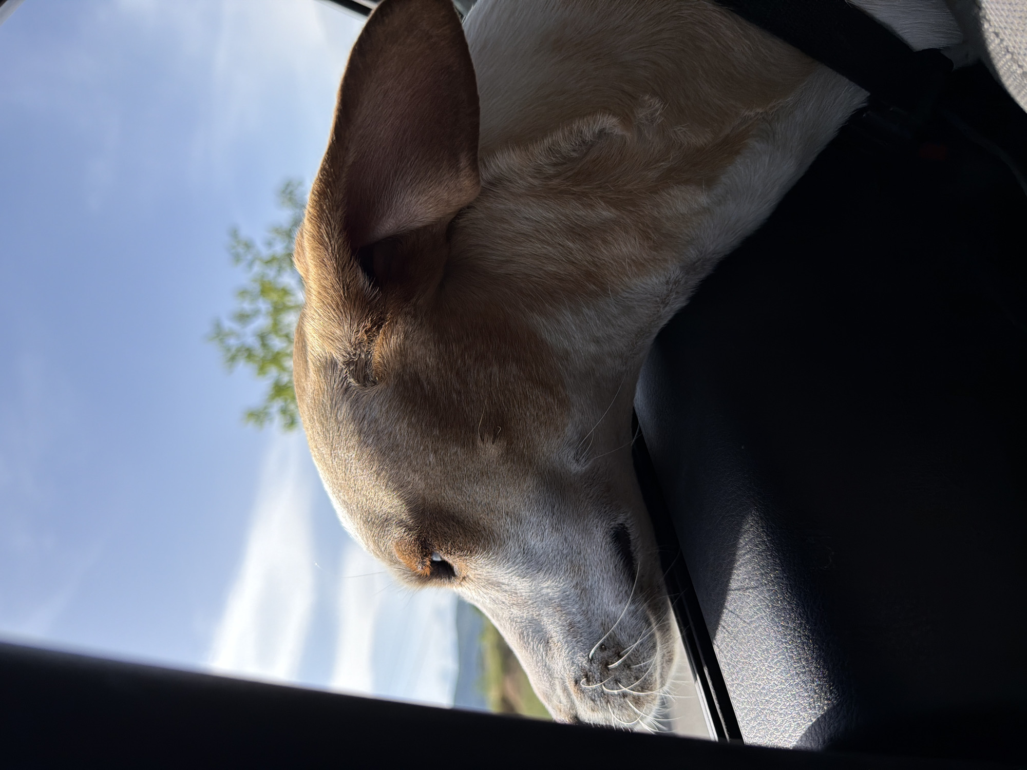 A dog rests its head on the edge of a car window. The car's interior is dark, while outside there is a view of a bright sky and greenery. The location of the photograph is not discernible from the image.
