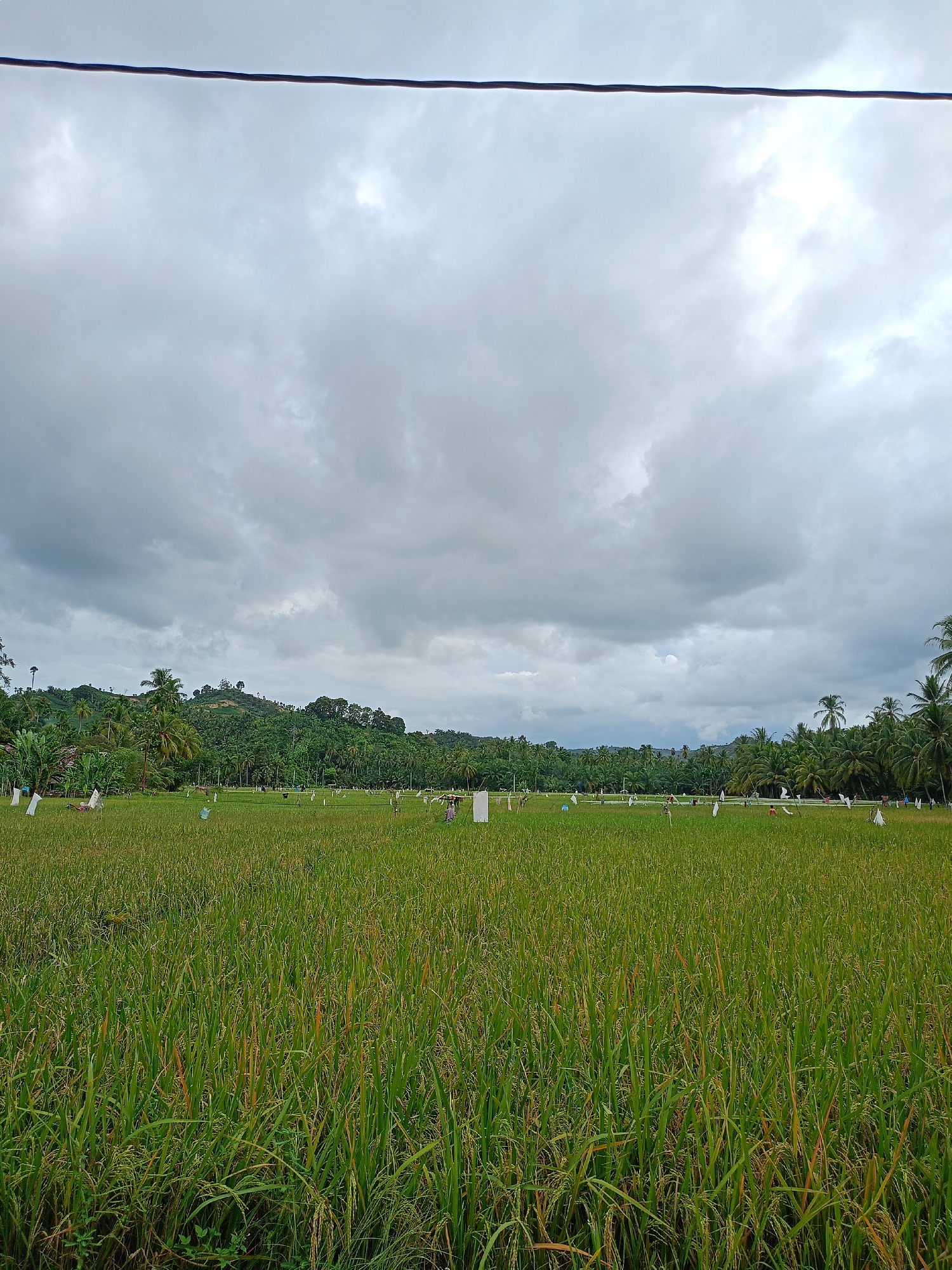 The image shows a wide expanse of a rice field in Seuneuboklhong, Indonesia, under a cloudy sky. The rice is green and yellow, indicating it is nearing harvest. Numerous scarecrows and white flags are placed throughout the field. The background consists of lush green trees and a small hill. A power line cuts across the top of the image.