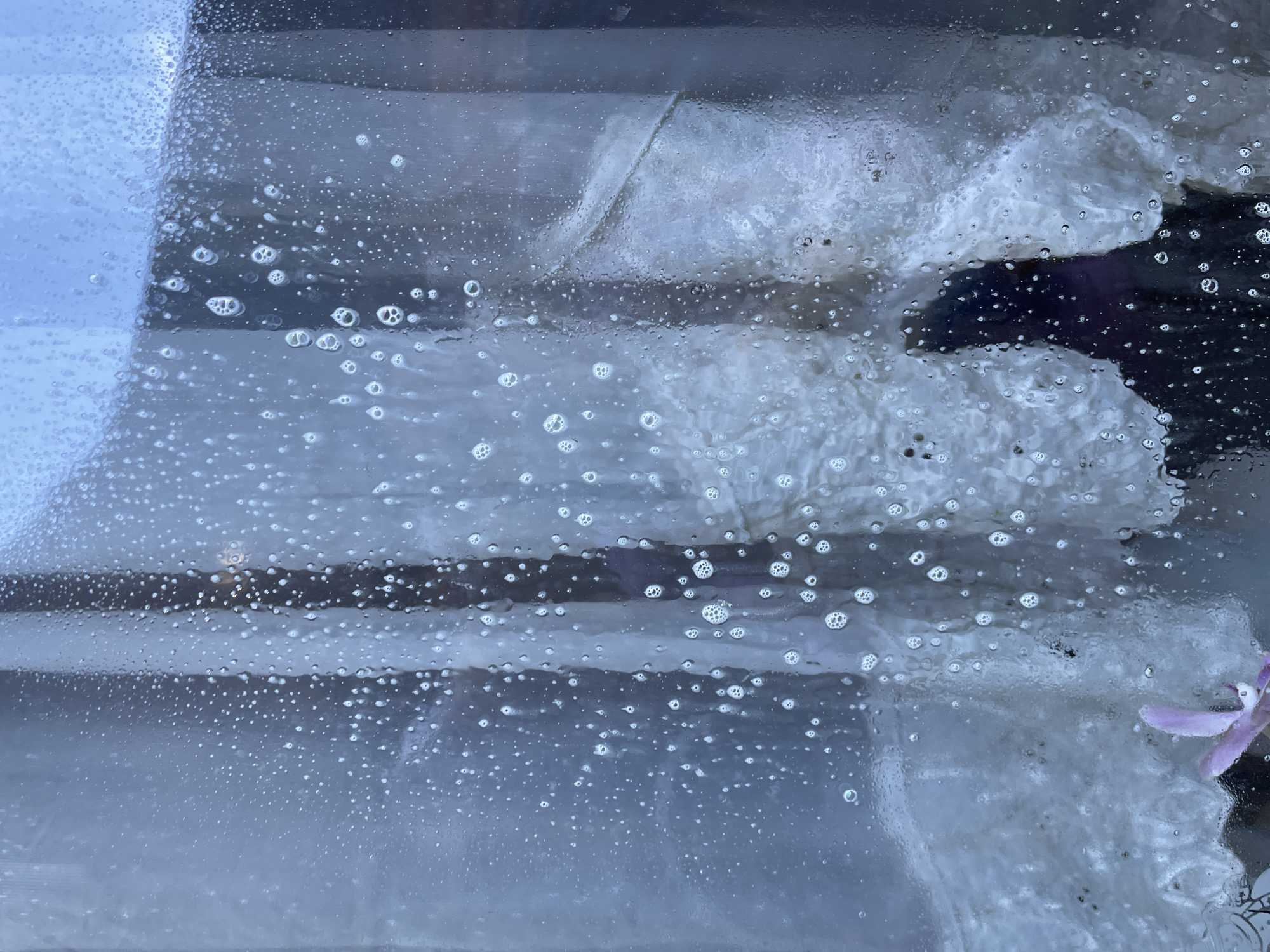 The image shows a blurred view through a wet window. The window is covered in water droplets. Through the window, there is a white, fuzzy object, possibly a dog. A purple flower is visible in the lower right corner. The scene's location in Olginka, Russia, cannot be determined from the visual information provided.