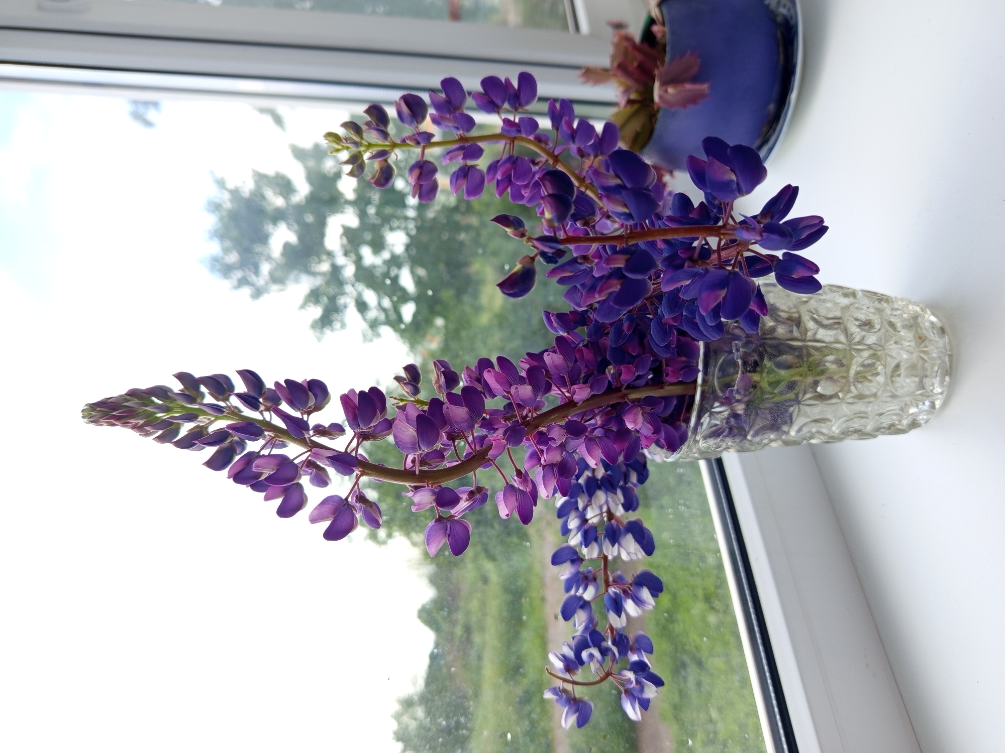 A bouquet of lupine flowers, primarily in shades of purple and some with white accents, is displayed in a clear, textured glass vase. The vase sits on a white windowsill, with a window in the background revealing an outdoor scene. Through the window, a blurred landscape of greenery, trees, and a cloudy sky is visible. To the right of the vase, a blue ceramic pot with a plant can be seen. The setting appears to be a domestic interior, possibly a home in Gdov, Russia, given the context. There are no people or animals present in the image.