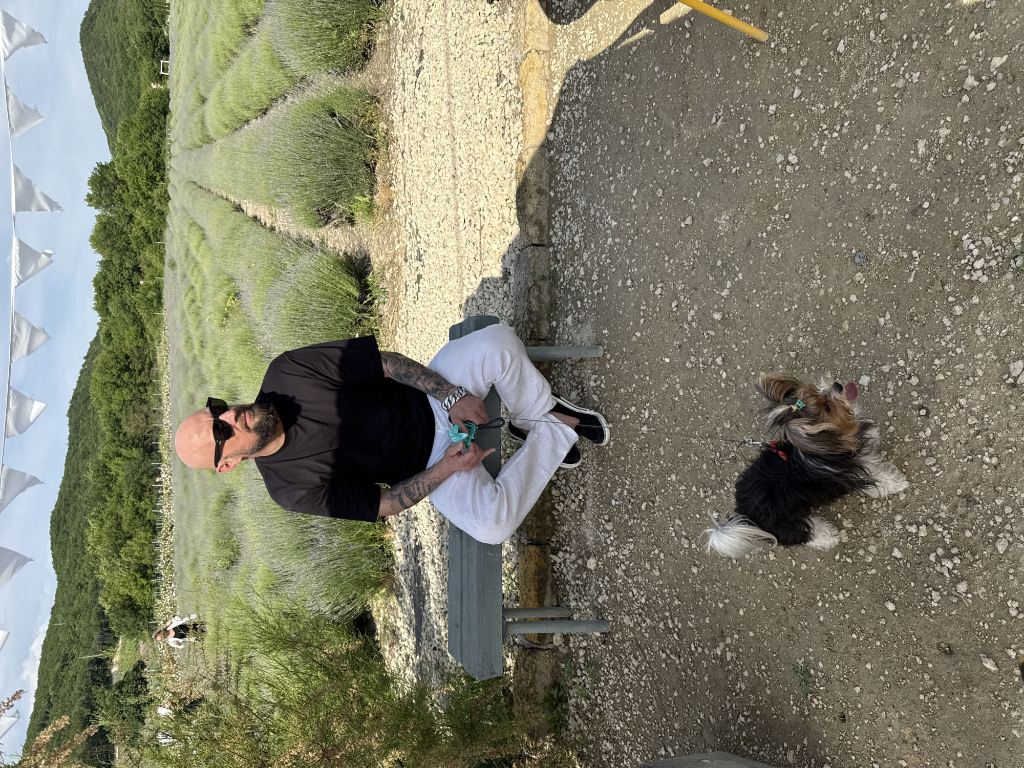 In the city of Semogorskiy, Russia, a bald man with a beard, wearing sunglasses and a black t-shirt, is seated on a wooden bench in front of a lavender field. He is wearing white pants and black shoes. The man has tattoos on his arms and is holding a blue object in his hands. A small dog with black and tan fur and a white tail is standing on a leash in front of the bench, looking to the right. The background shows rows of lavender plants stretching into the distance, with rolling green hills and a clear blue sky. White triangular flags are strung across the top of the image. The ground in front of the bench is covered with gravel and dirt.
