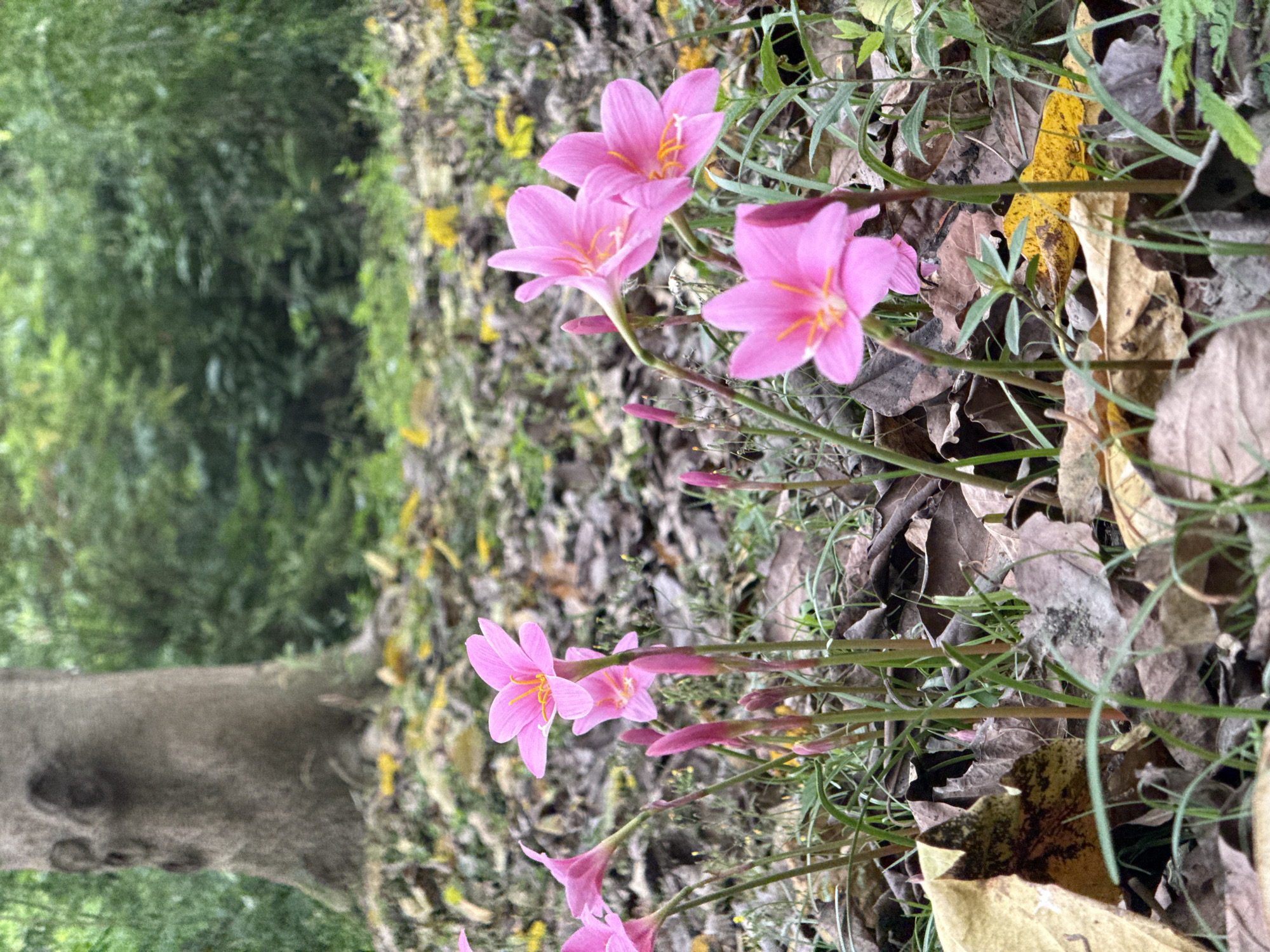 The image shows a close-up view of pink flowers growing amongst fallen leaves and grass. The location appears to be outdoors, possibly a garden or park in Chenghua District, China, although there are no specific landmarks to confirm this. There is a tree trunk in the background. No people, actions, or interactions are visible.