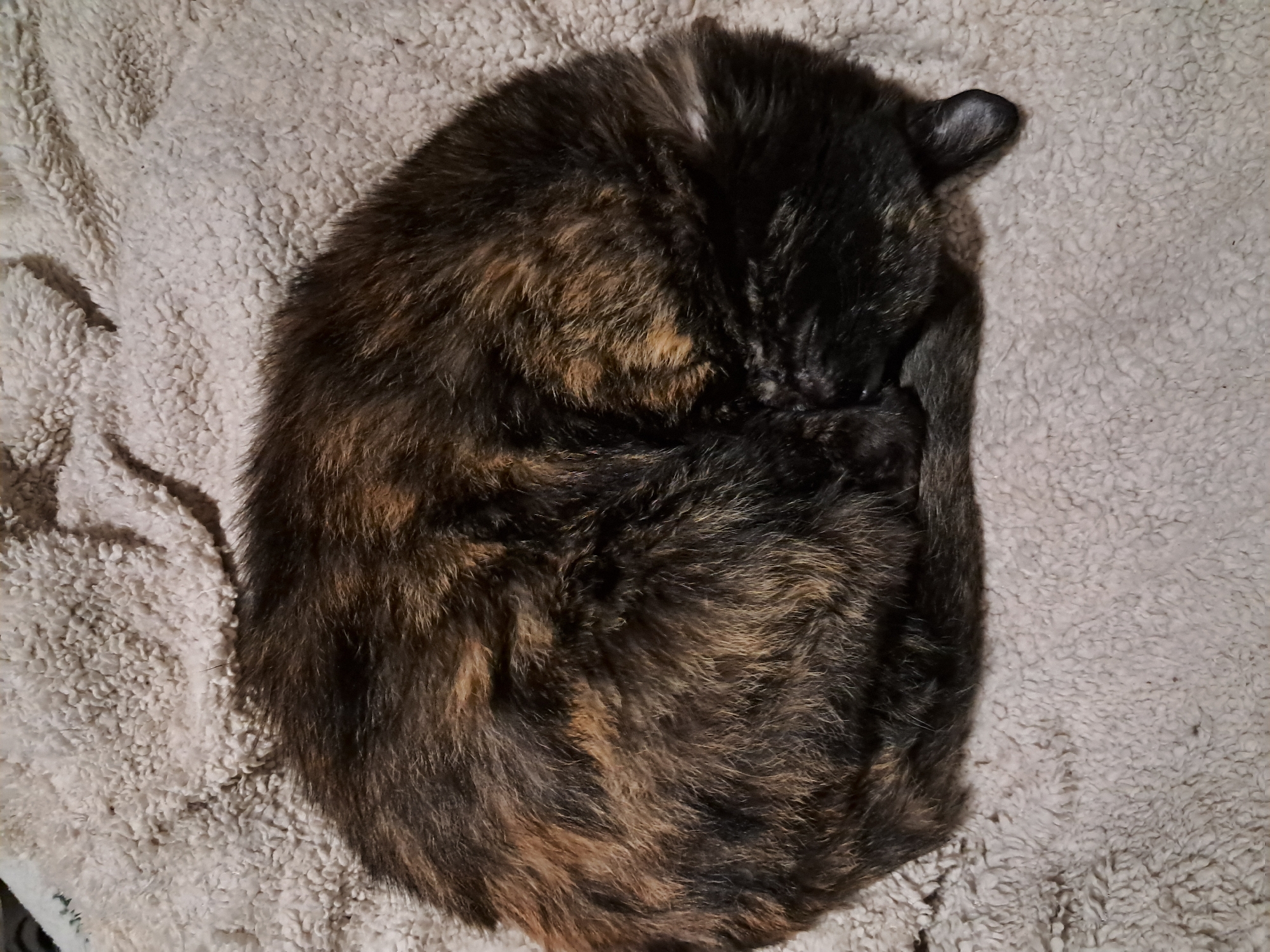 A tortoiseshell cat is curled up asleep on a light-colored, textured blanket. The cat is positioned in the center of the frame, occupying most of the space. Its head is tucked near its tail, forming a compact shape. The background is indistinct, only showing the blanket on which the cat lies. There is no indication of location in Vicente López, Argentina or any specific setting.