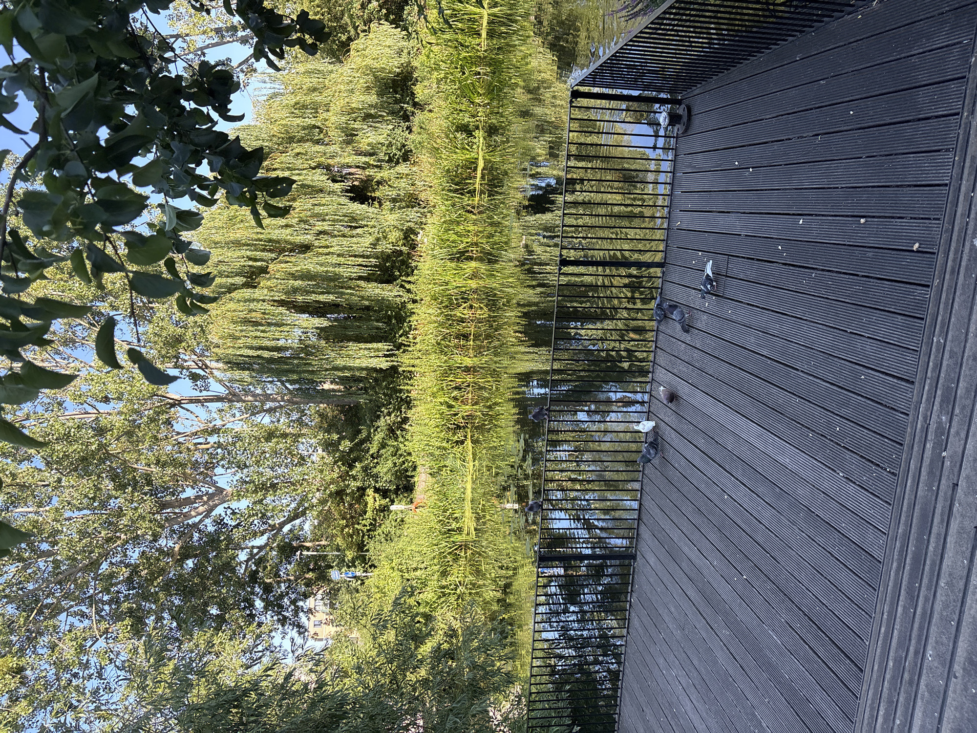 The image depicts a wooden deck area in front of a body of water, likely a canal or river, in Chelmsford, United Kingdom. The water is reflective, showing the lush green trees and reeds lining its bank. Several pigeons are visible on the deck, with some perching on a black metal railing that separates the deck from the water. The deck is made of dark-colored wooden planks and appears to be elevated. The background features a variety of trees, including weeping willows and deciduous trees, with a clear blue sky overhead. A street lamp and some buildings are faintly visible in the distance amongst the foliage. The scene conveys a peaceful, natural setting within an urban environment.